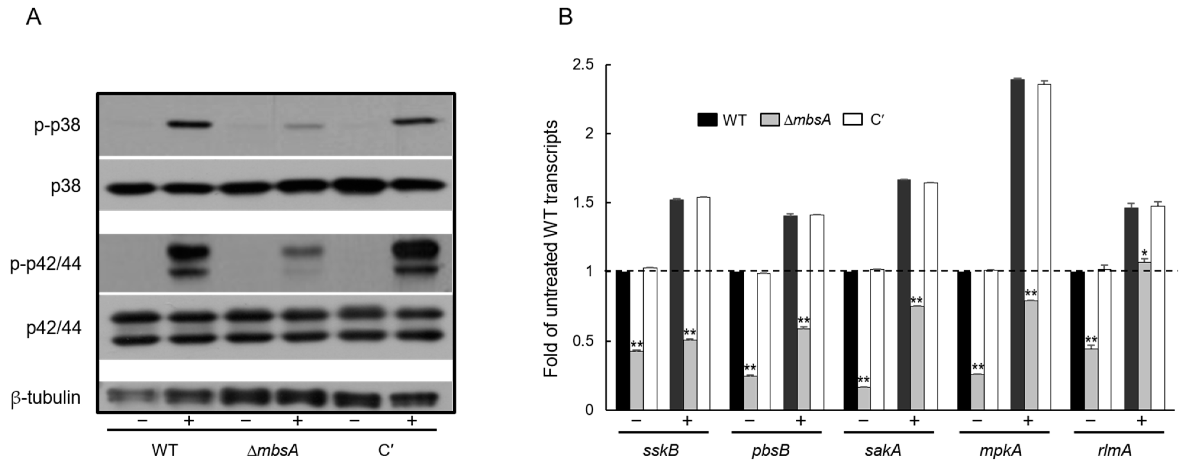 Ijms 22 03777 g004 Ijms 22 03777 g004