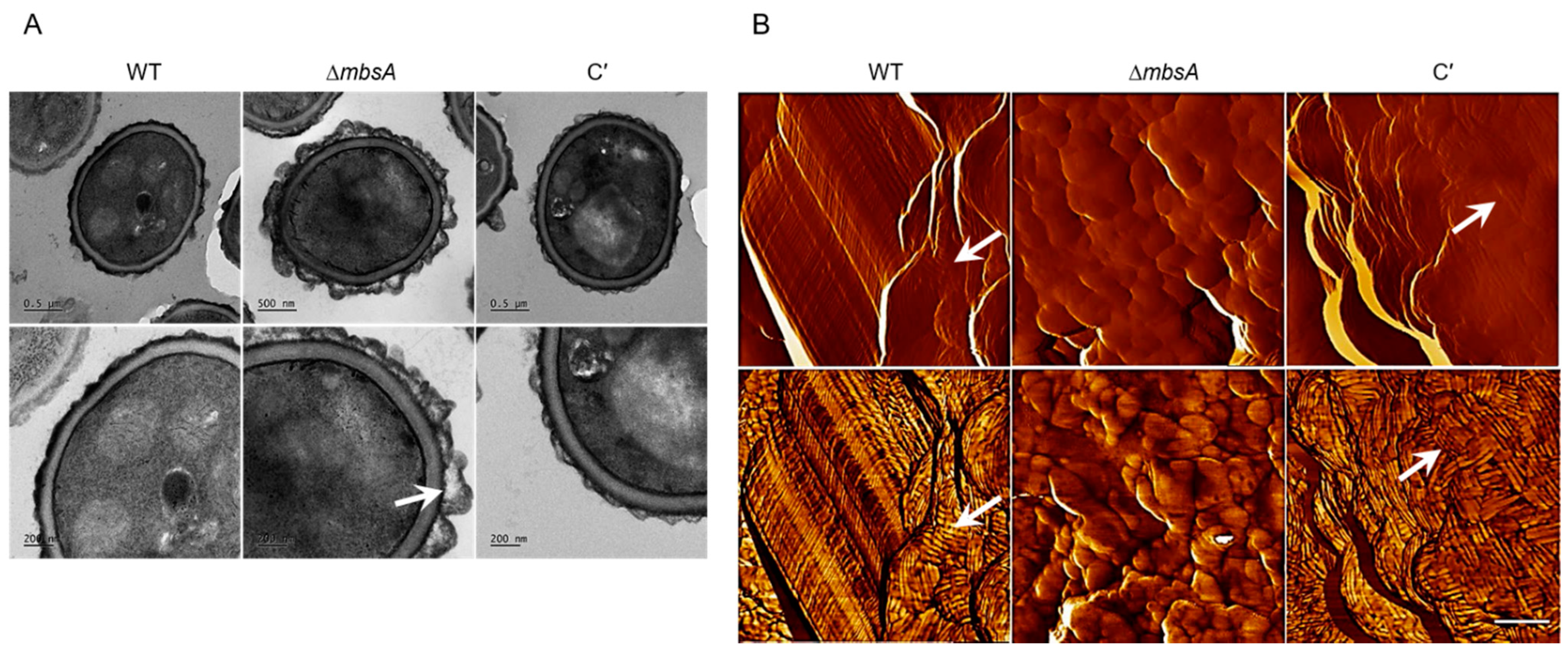 Ijms 22 03777 g006 Ijms 22 03777 g006