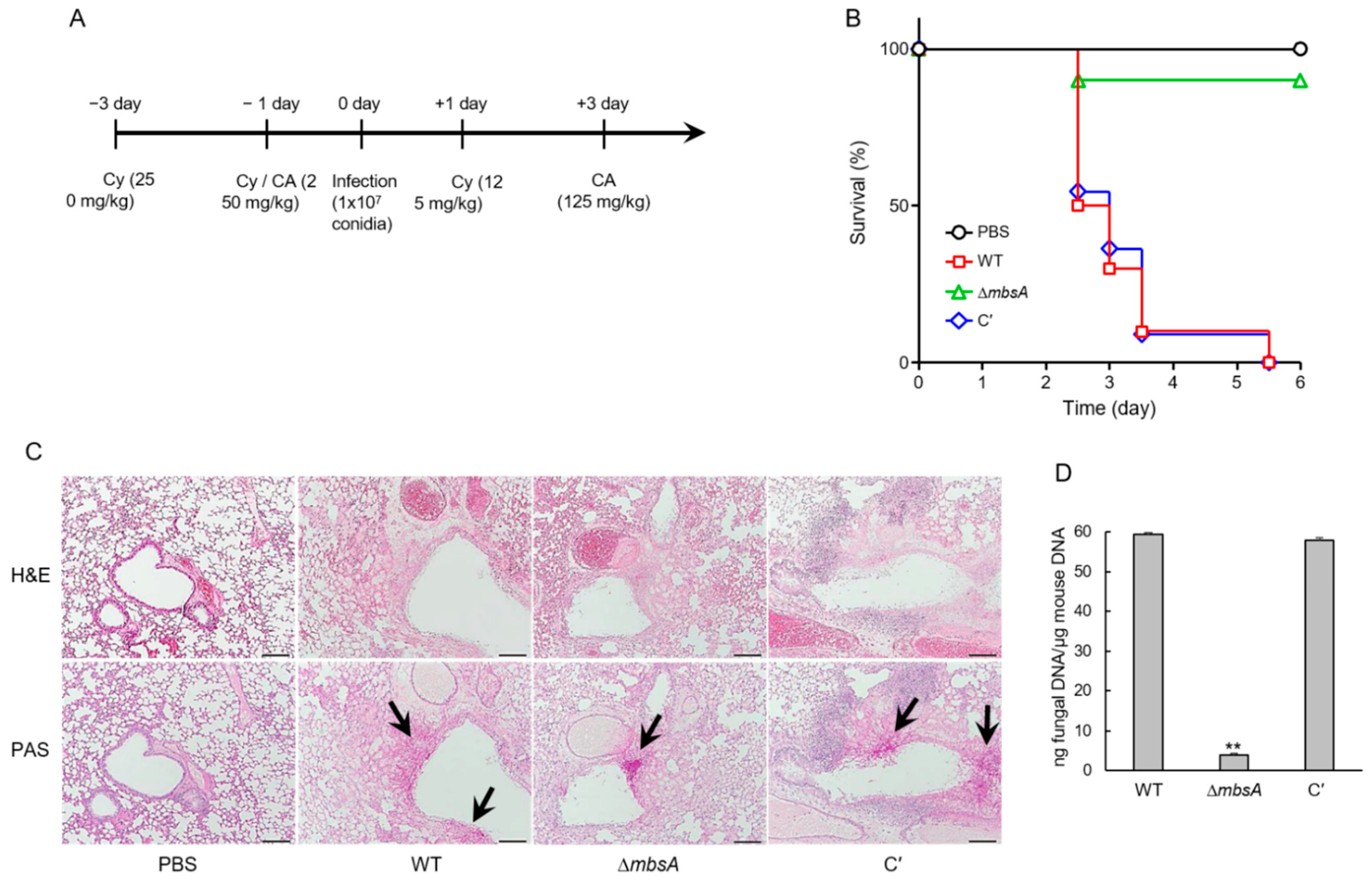 Ijms 22 03777 g008 Ijms 22 03777 g008