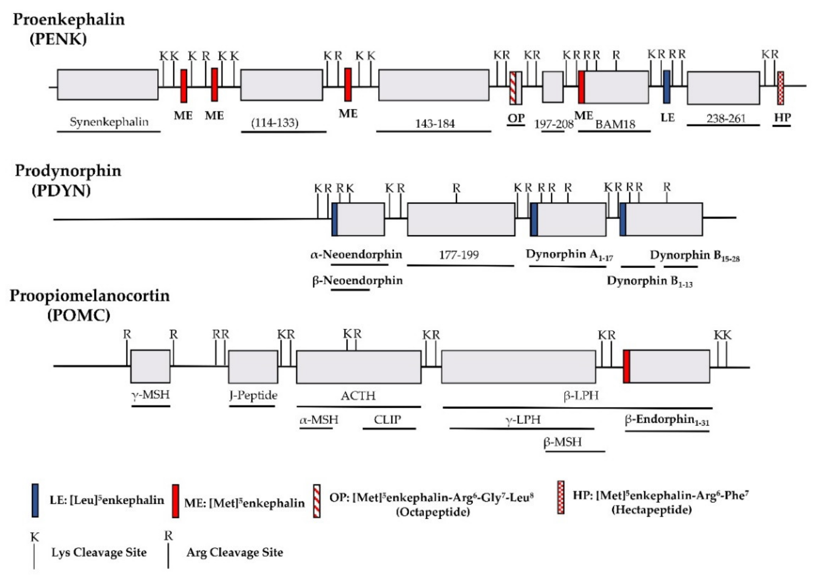 IJMS | Free Full-Text | Endogenous Opioid Peptides and Alternatively Spliced Mu Opioid Receptor Seven Transmembrane Carboxyl-Terminal Variants IJMS | Free Full-Text | Endogenous Opioid Peptides and Alternatively Spliced Mu Opioid Receptor Seven Transmembrane Carboxyl-Terminal Variants