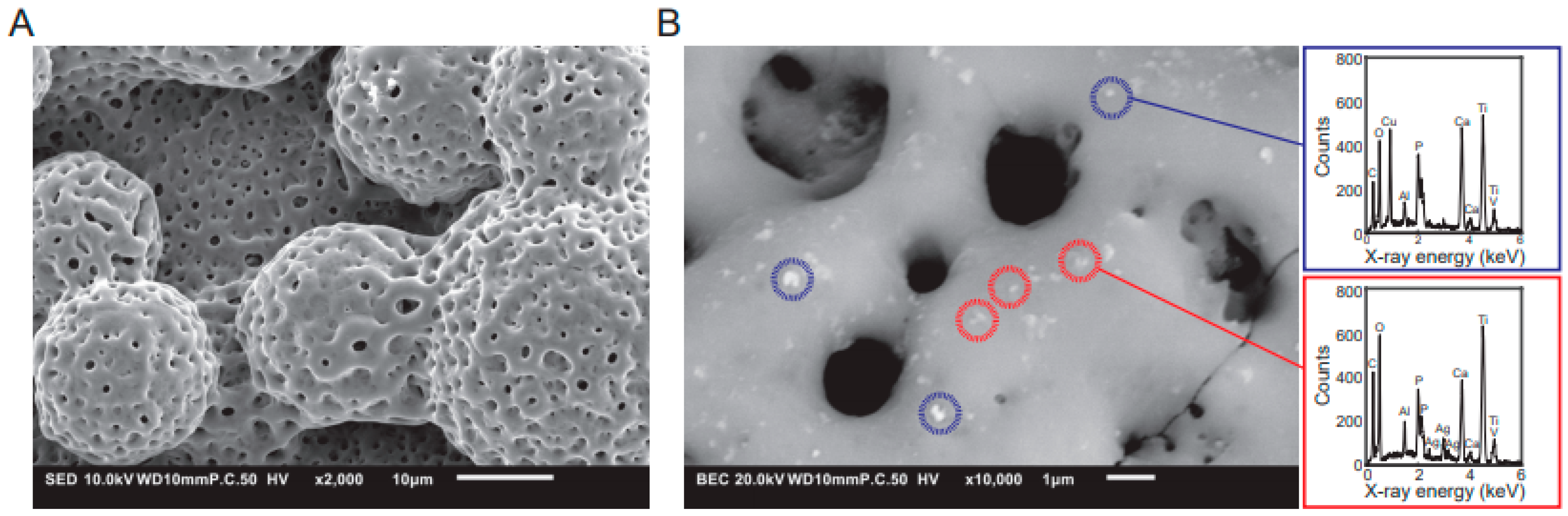 Ijms 22 03800 g004 Ijms 22 03800 g004