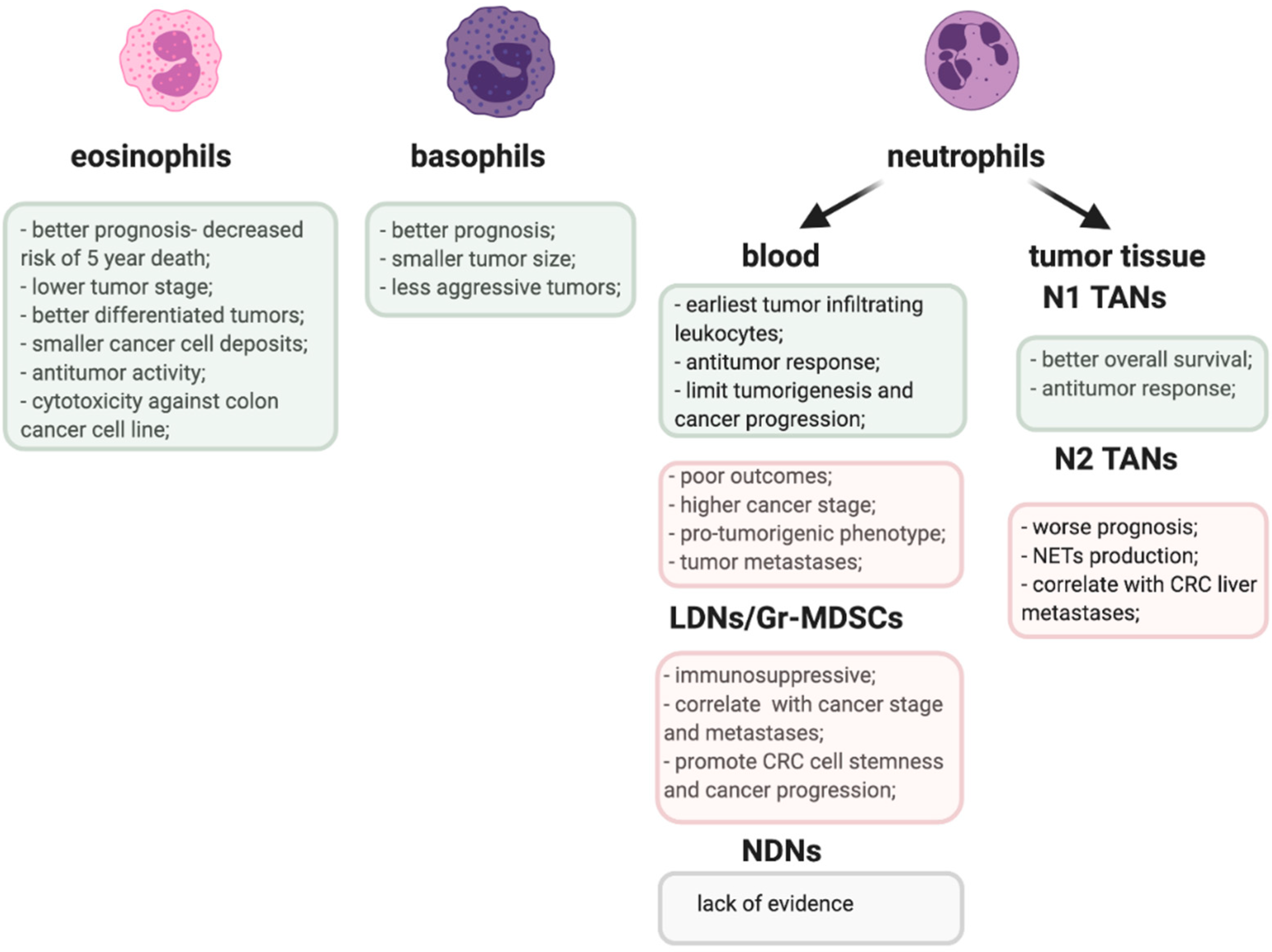 Learn To Identify Granulocytes And Agranulocytes Like A Pro! - 85e53cz
