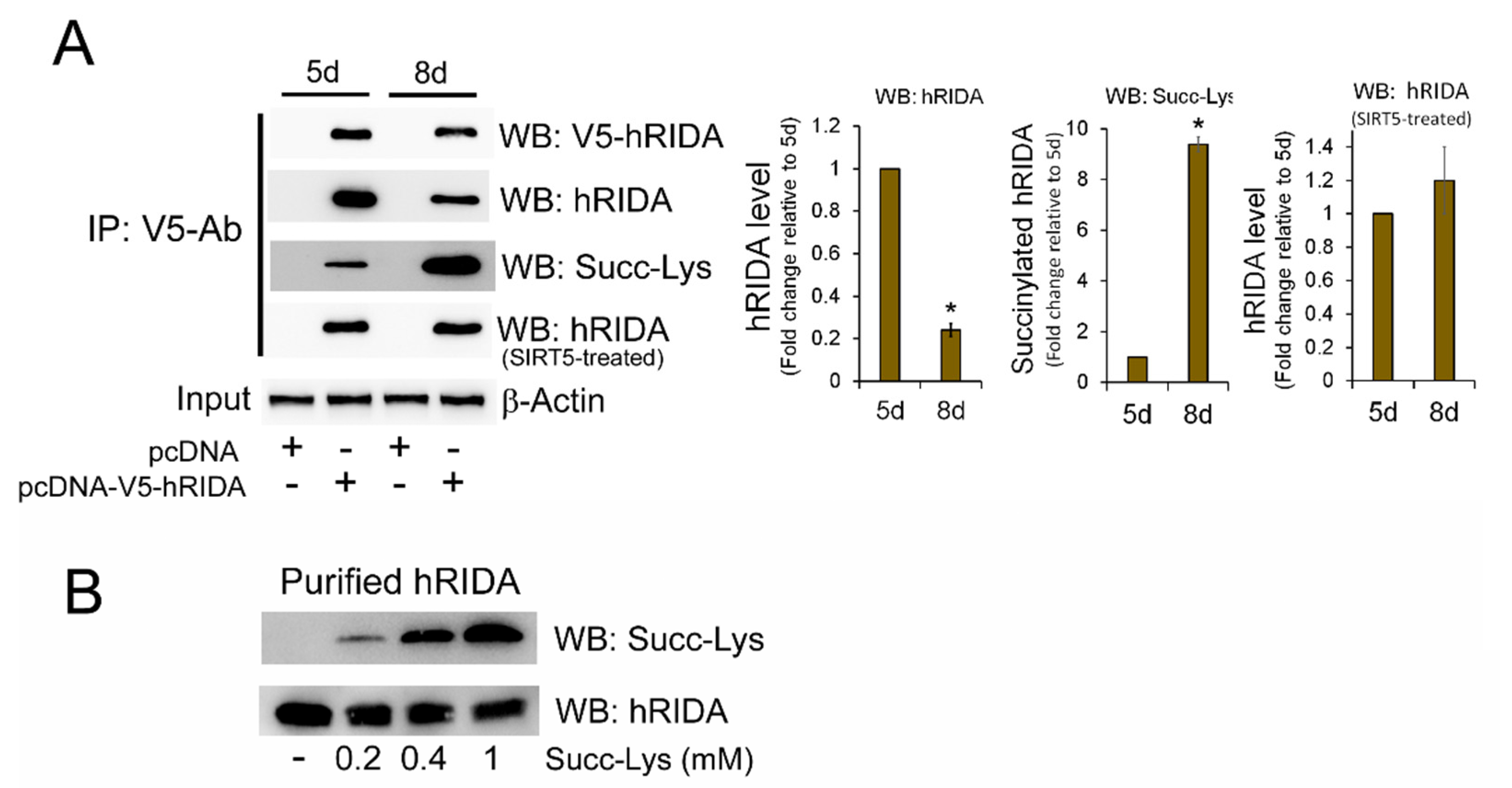 Ijms 22 03804 g002 Ijms 22 03804 g002