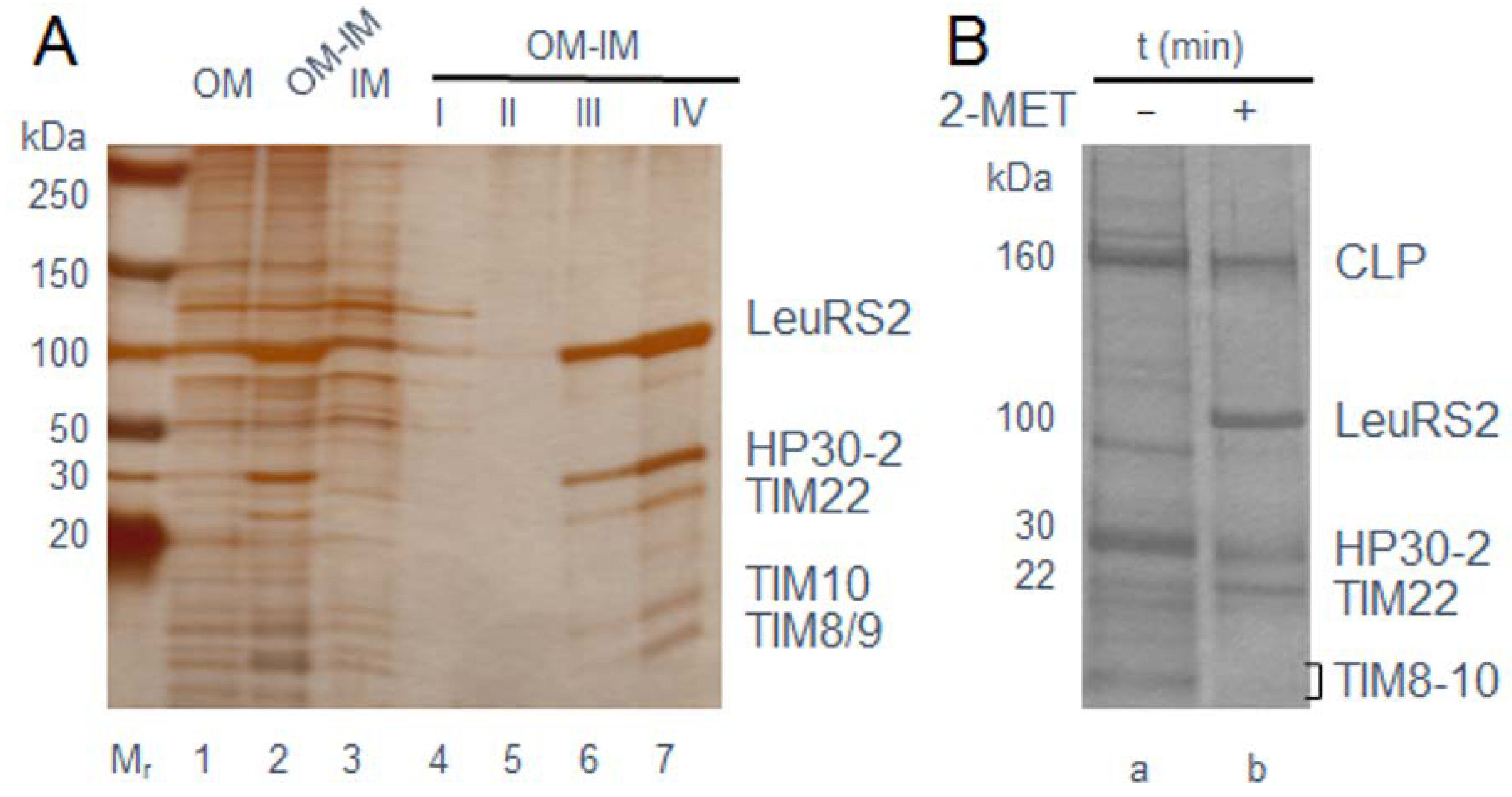 Ijms 22 03808 g002 Ijms 22 03808 g002