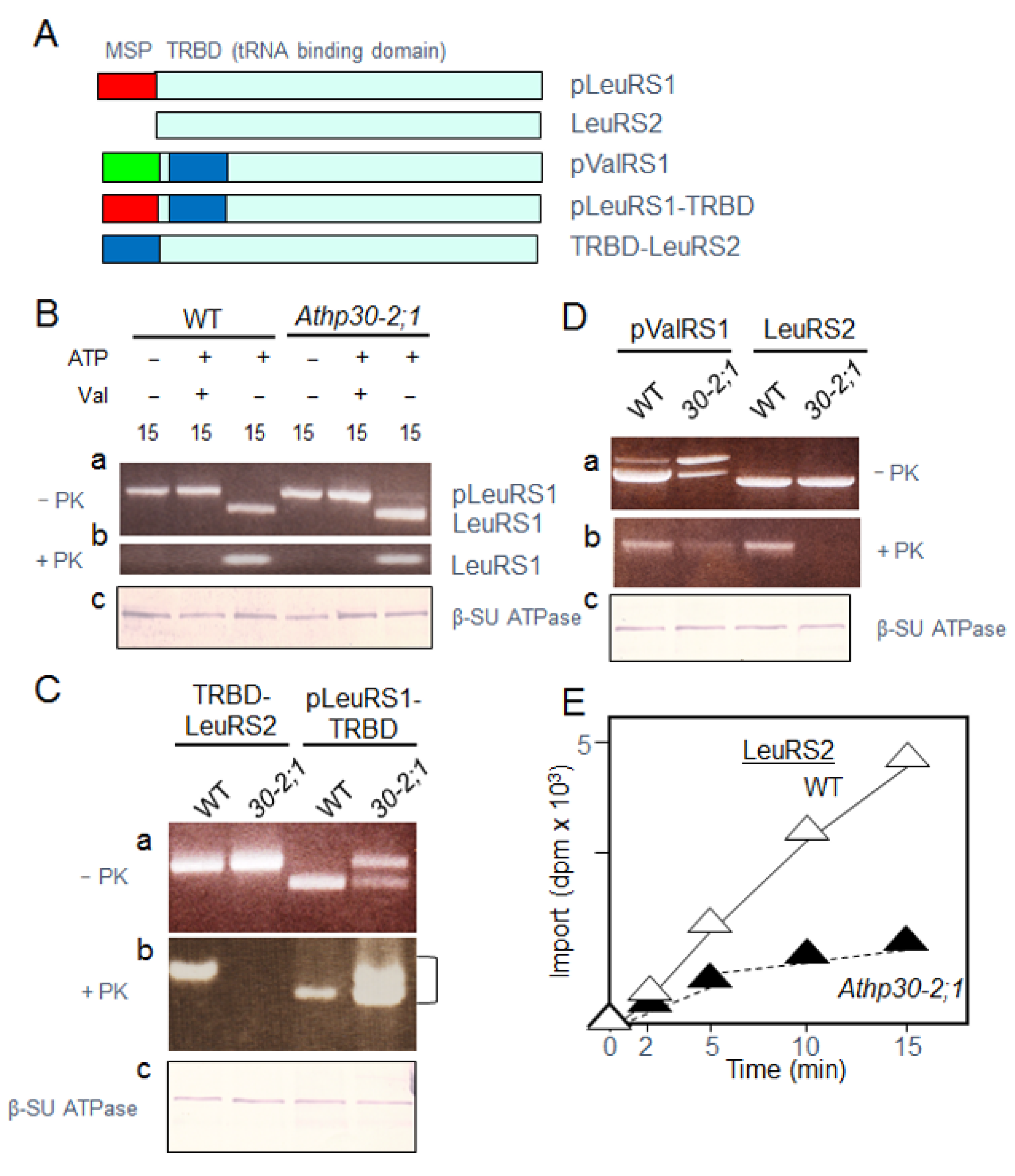 Ijms 22 03808 g003 Ijms 22 03808 g003