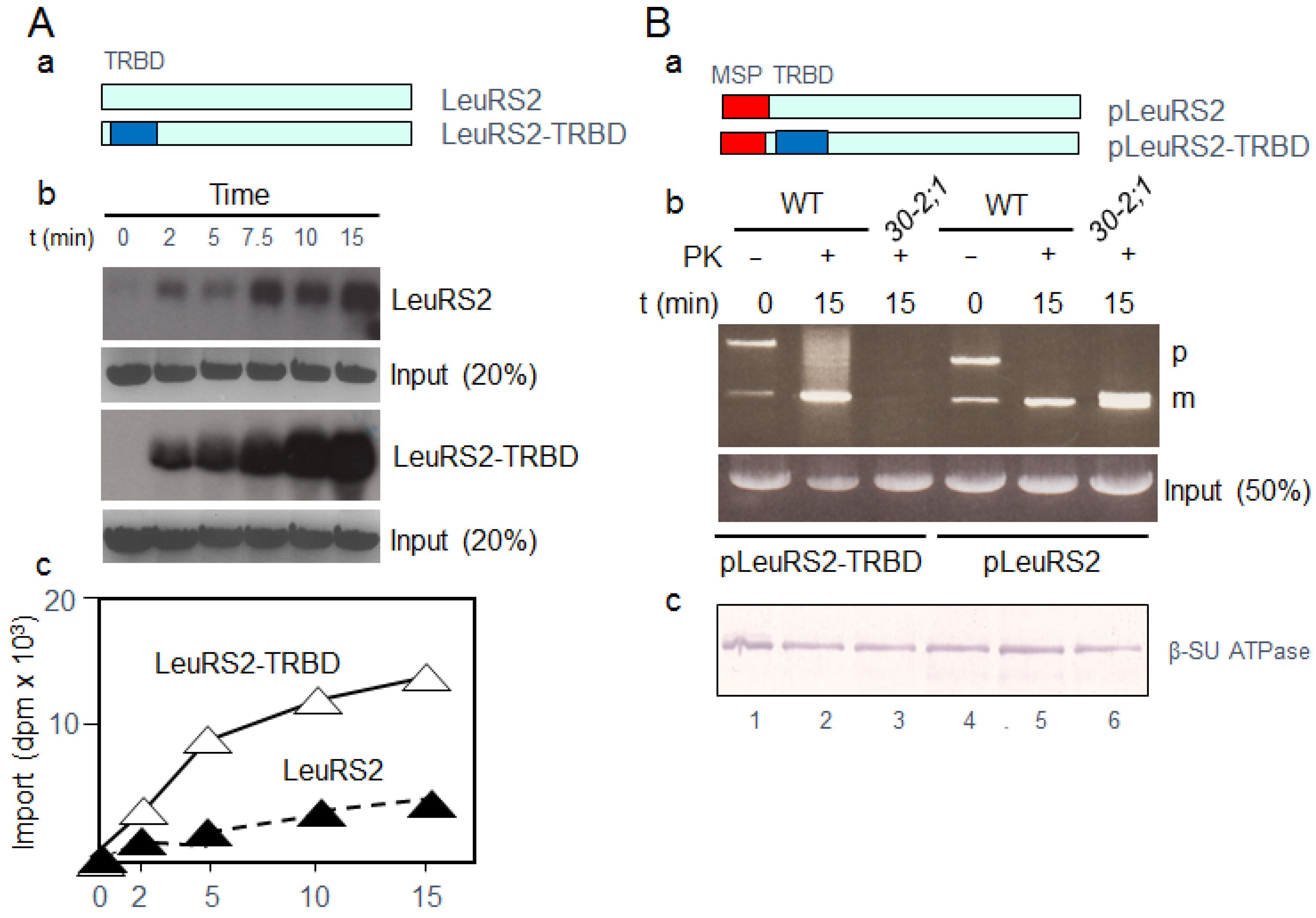 Ijms 22 03808 g004 Ijms 22 03808 g004