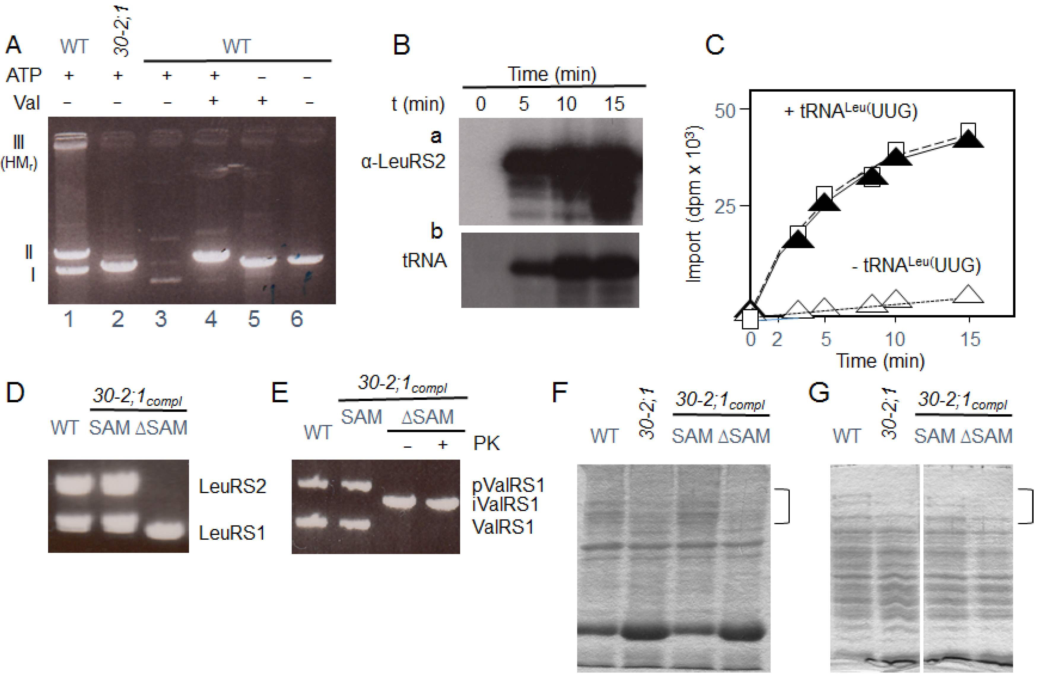Ijms 22 03808 g005 Ijms 22 03808 g005