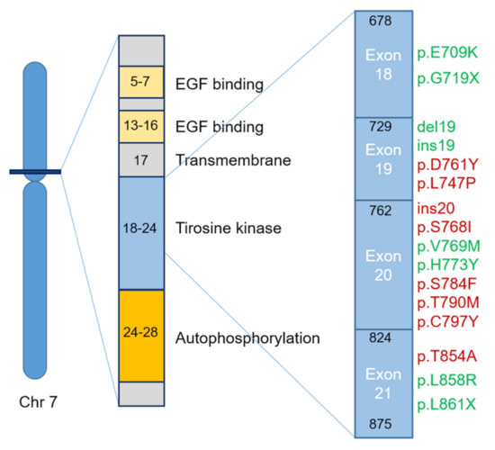 Future Perspectives in Detecting EGFR and ALK Gene Alterations in