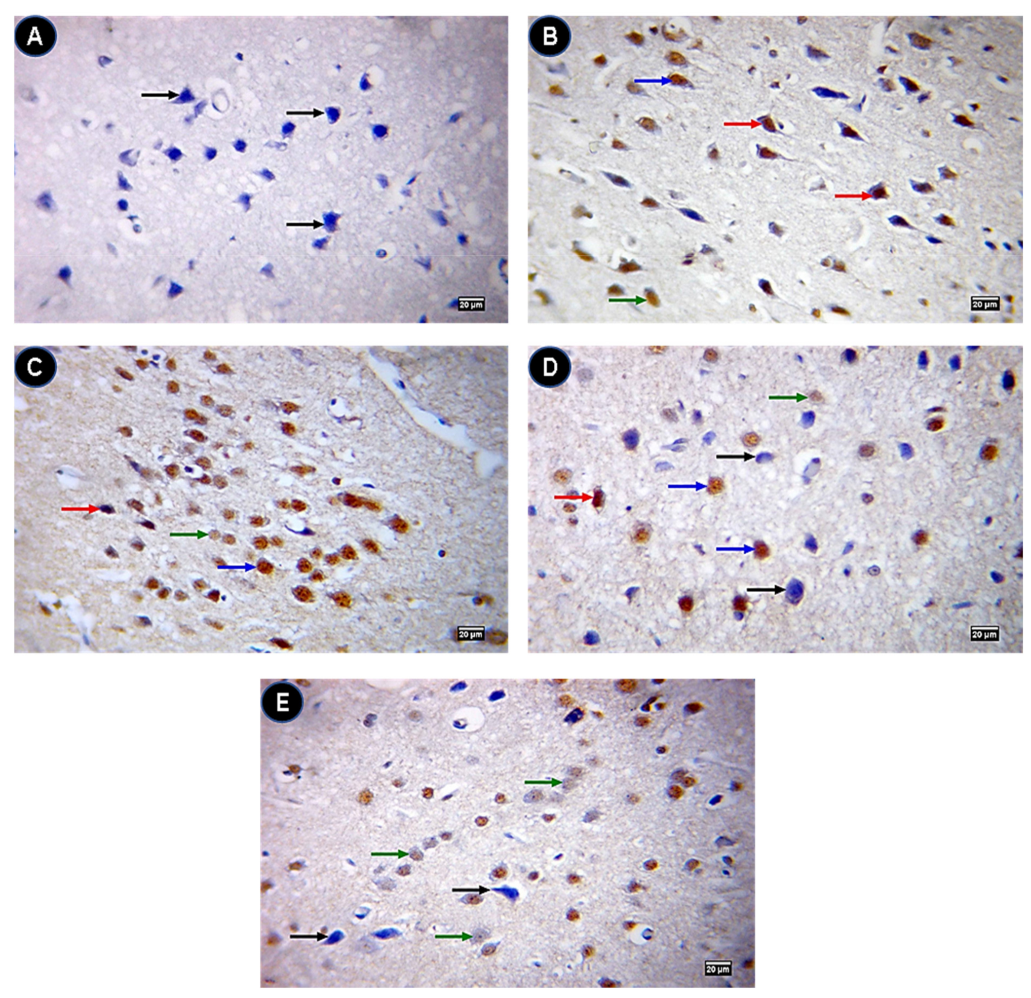 Ijms 22 03829 g008 Ijms 22 03829 g008