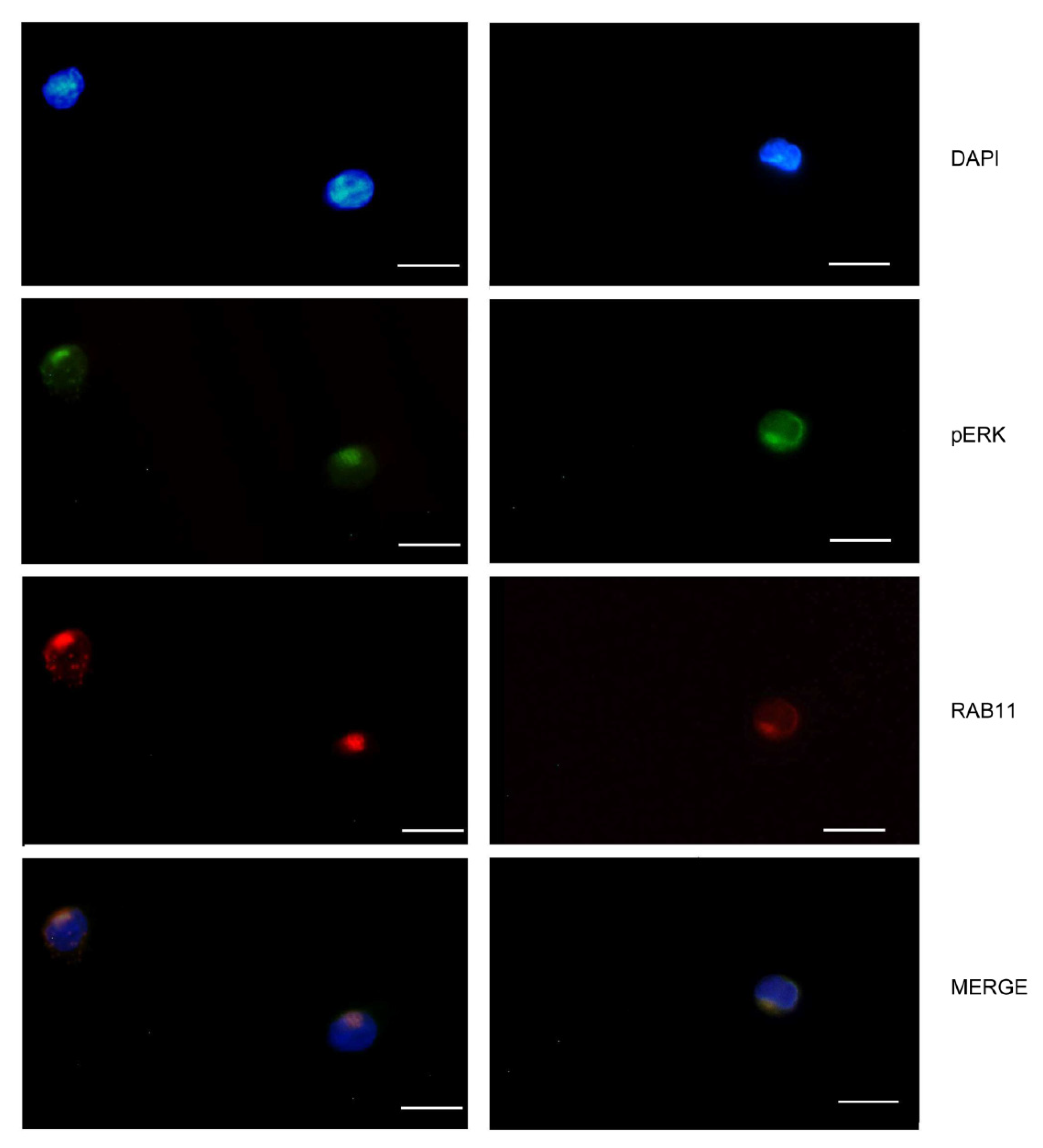 Ijms 22 03831 g003 Ijms 22 03831 g003