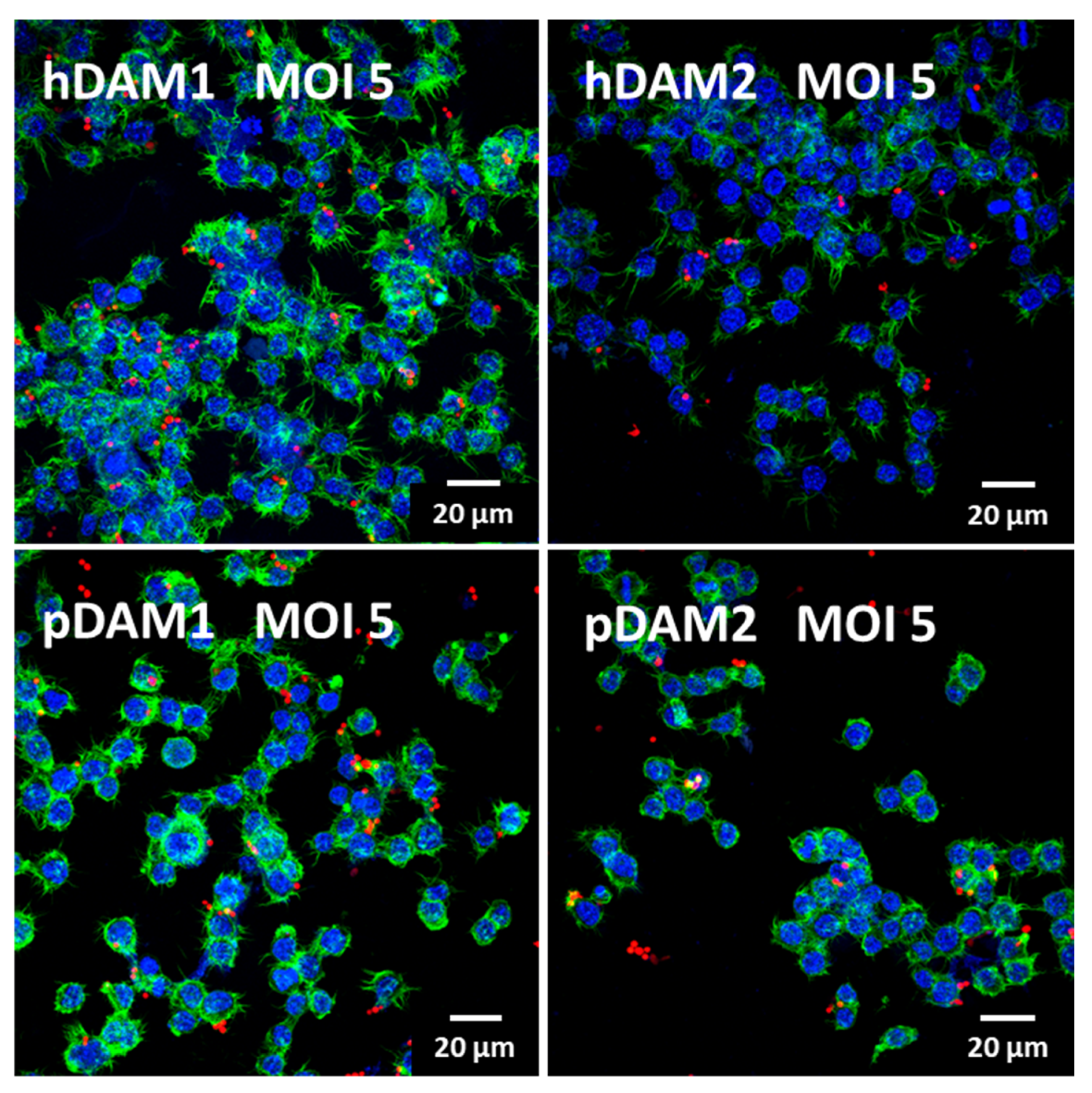 Ijms 22 03847 g005 Ijms 22 03847 g005