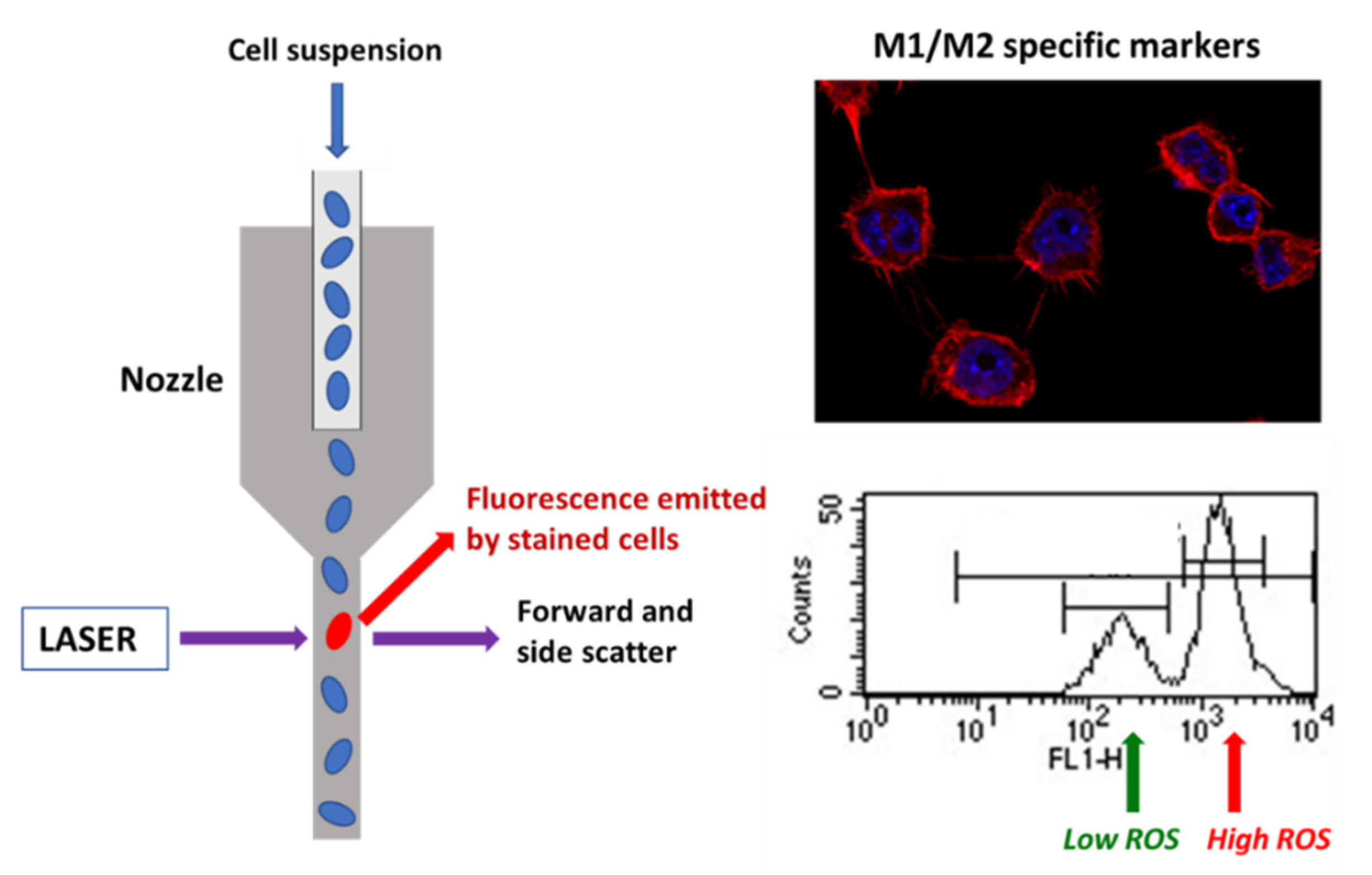 Ijms 22 03847 sch001 Ijms 22 03847 sch001