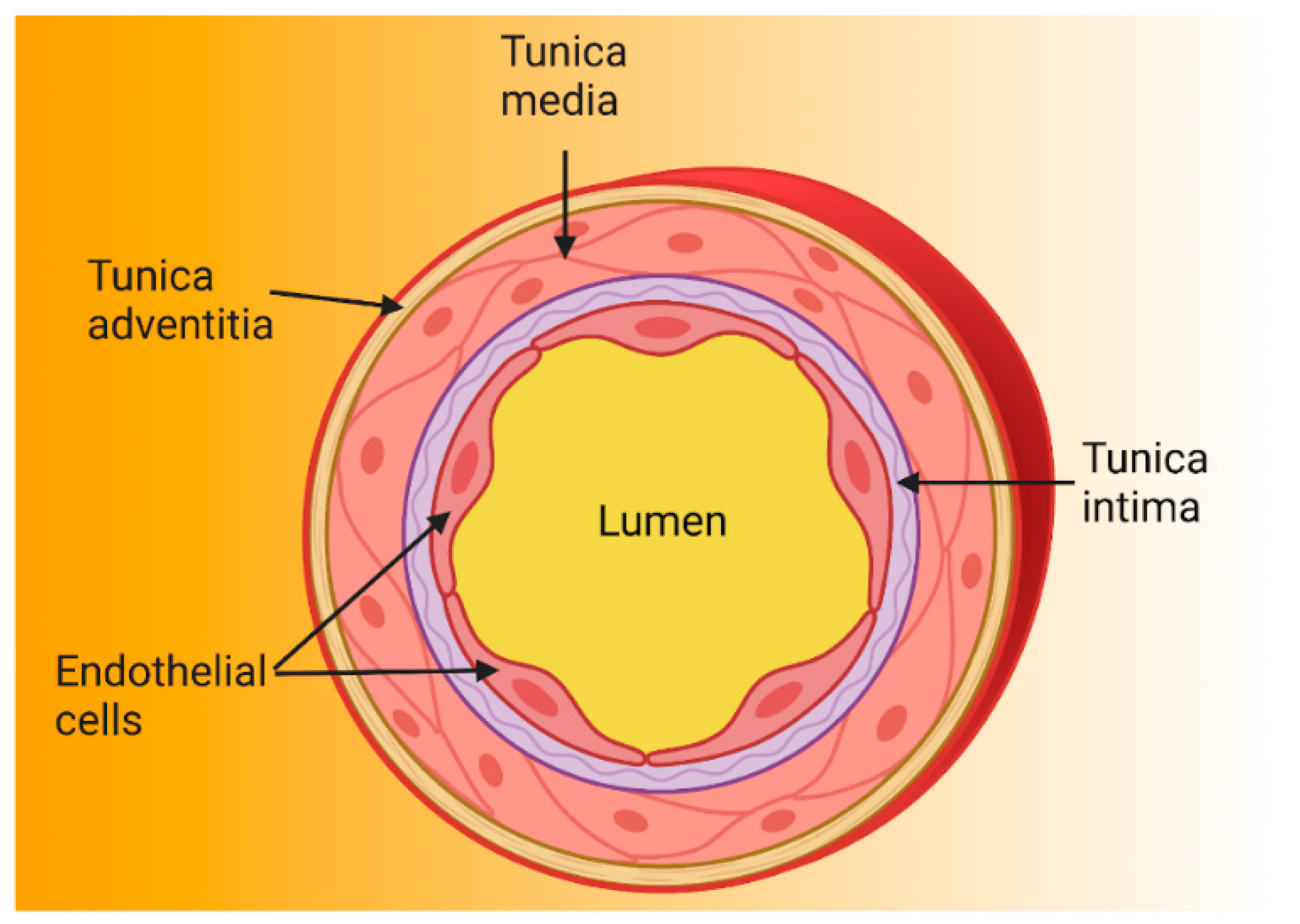 IJMS | Free Full-Text | Endothelial Dysfunction, Inflammation and