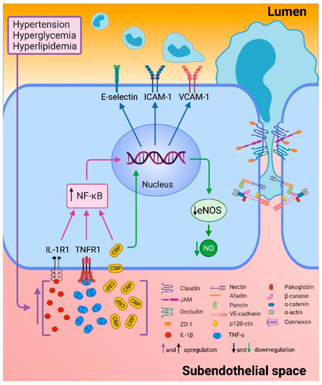 Ijms Free Full Text Endothelial Dysfunction Inflammation And Coronary Artery Disease Potential Biomarkers And Promising Therapeutical Approaches Html