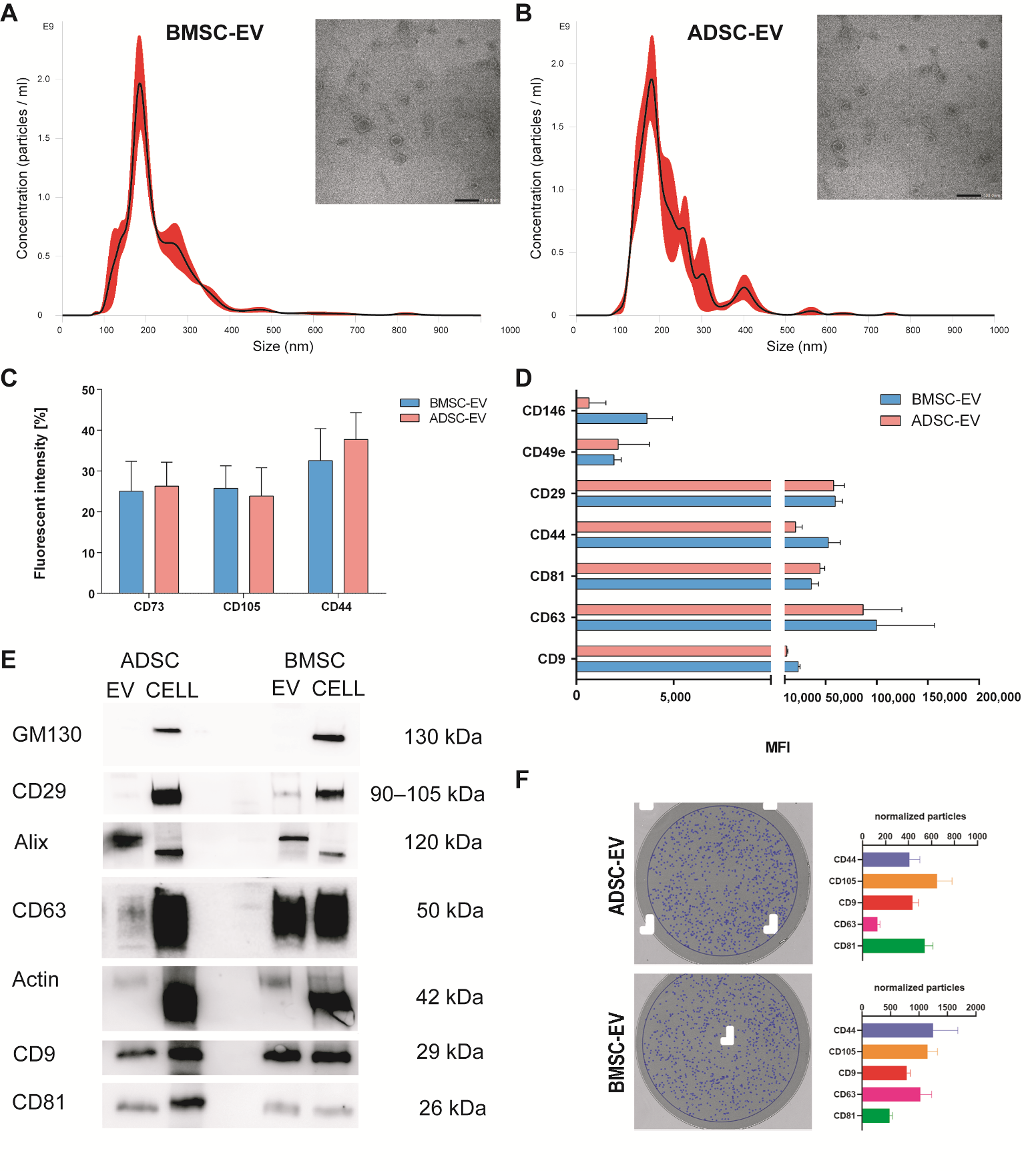 Mesenchymal stromal/stem cell-derived extracellular vesicles in tissue  repair: challenges and opportunities. - Abstract - Europe PMC