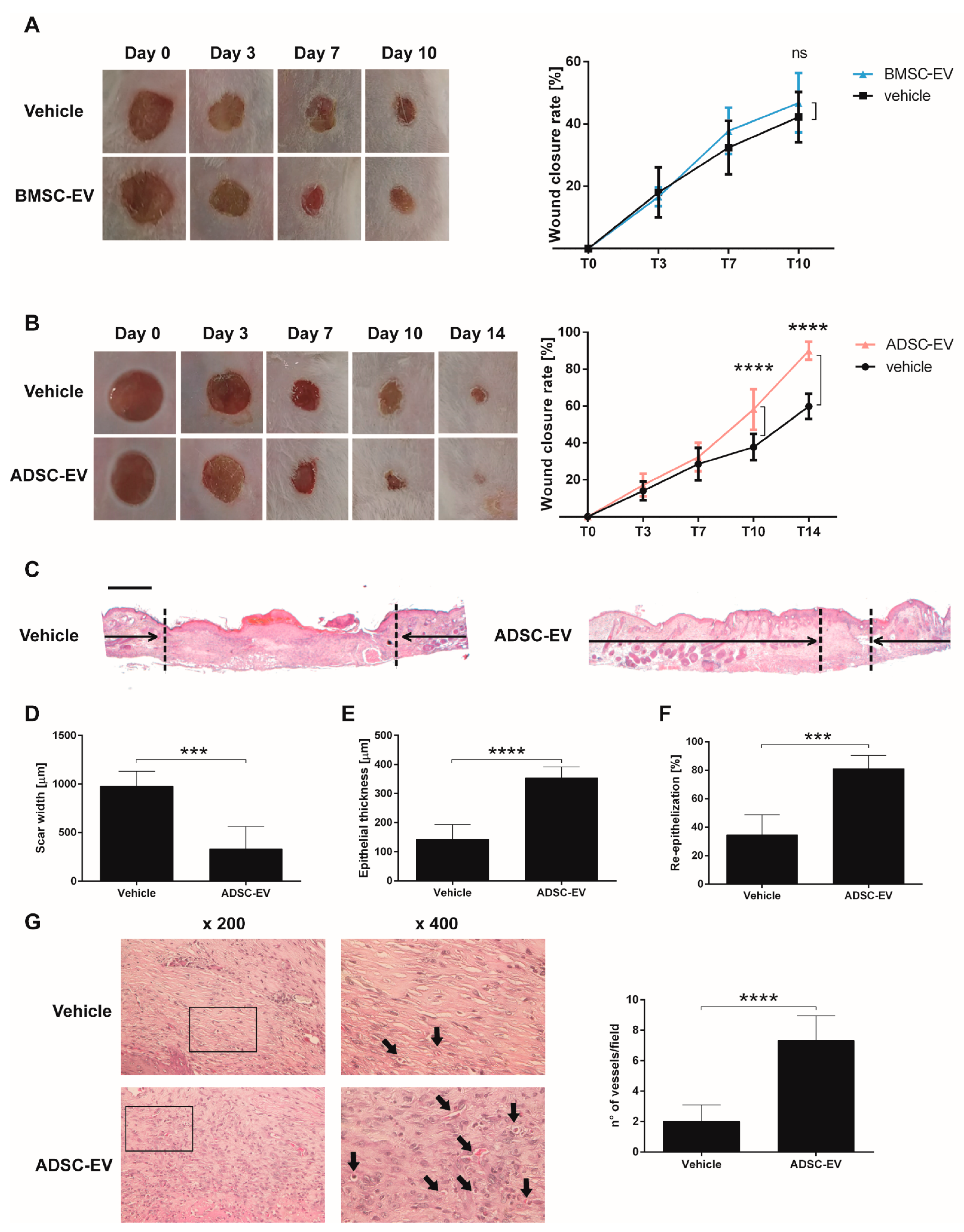Ijms 22 03851 g002 Ijms 22 03851 g002
