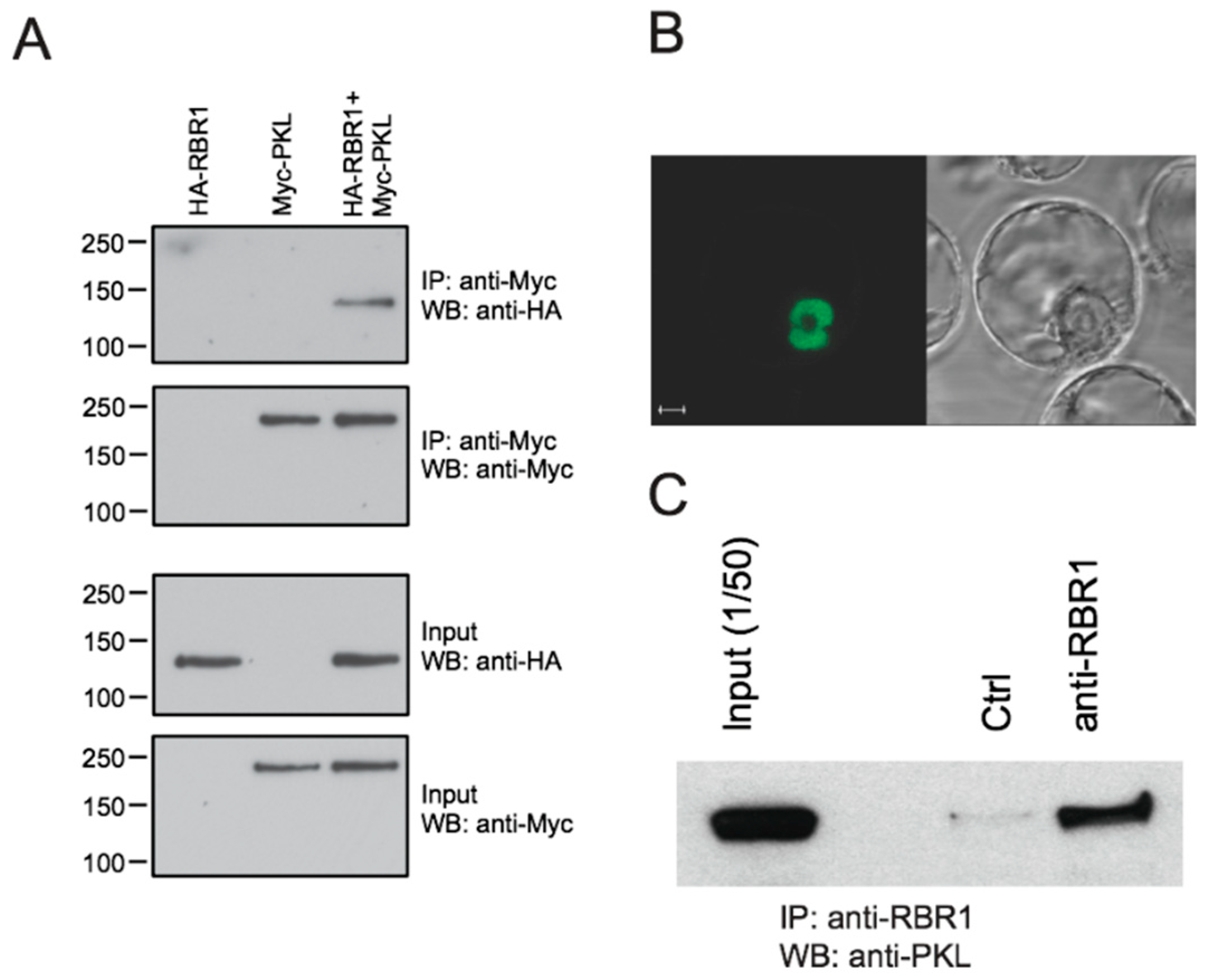 Ijms 22 03862 g001 Ijms 22 03862 g001