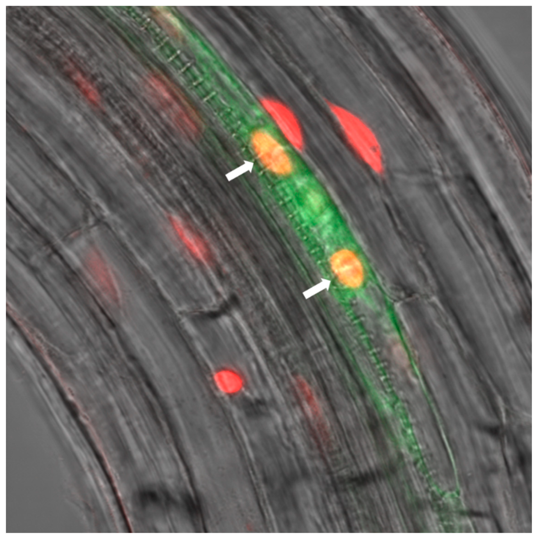 Ijms 22 03862 g002 Ijms 22 03862 g002