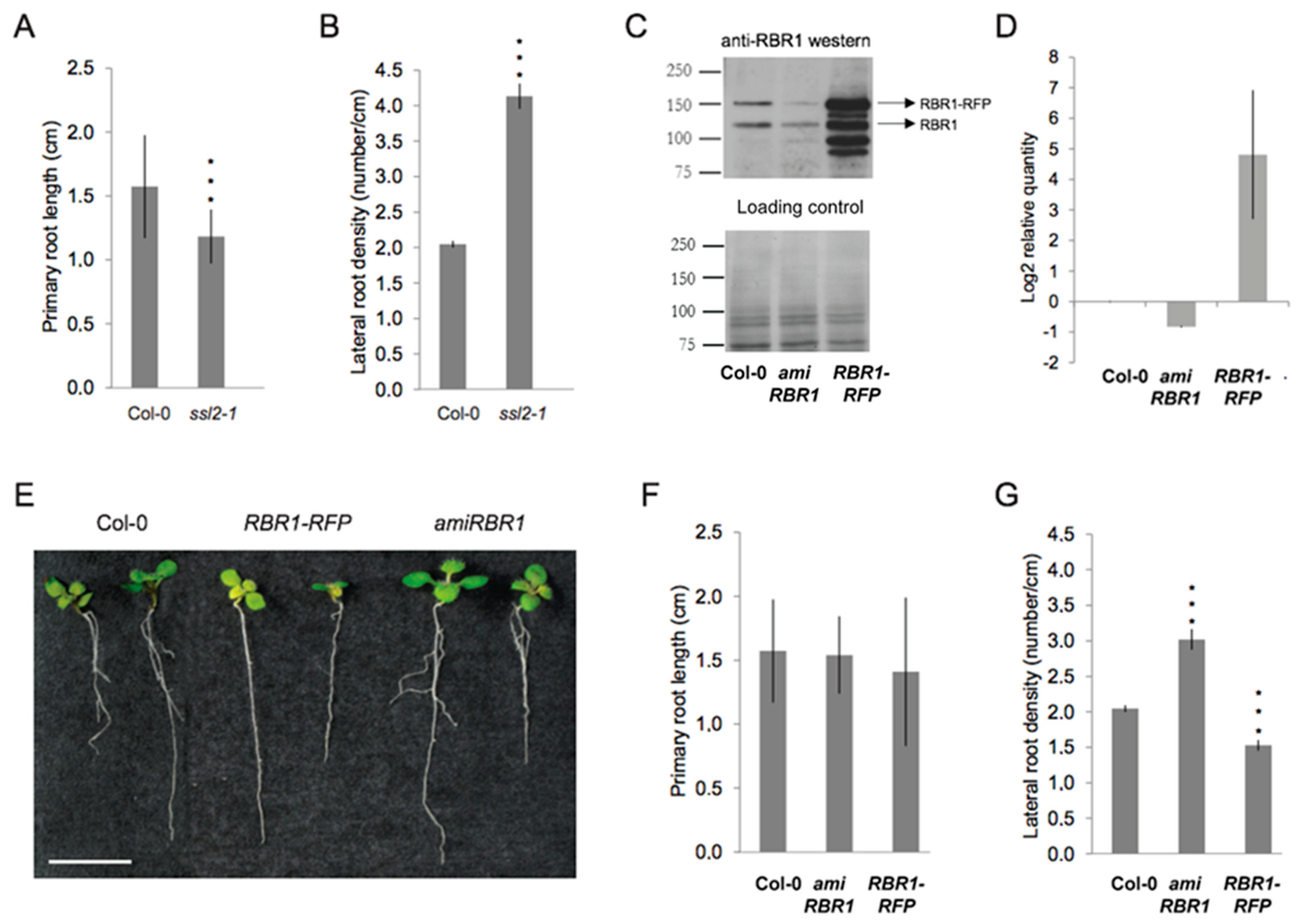 Ijms 22 03862 g003 Ijms 22 03862 g003