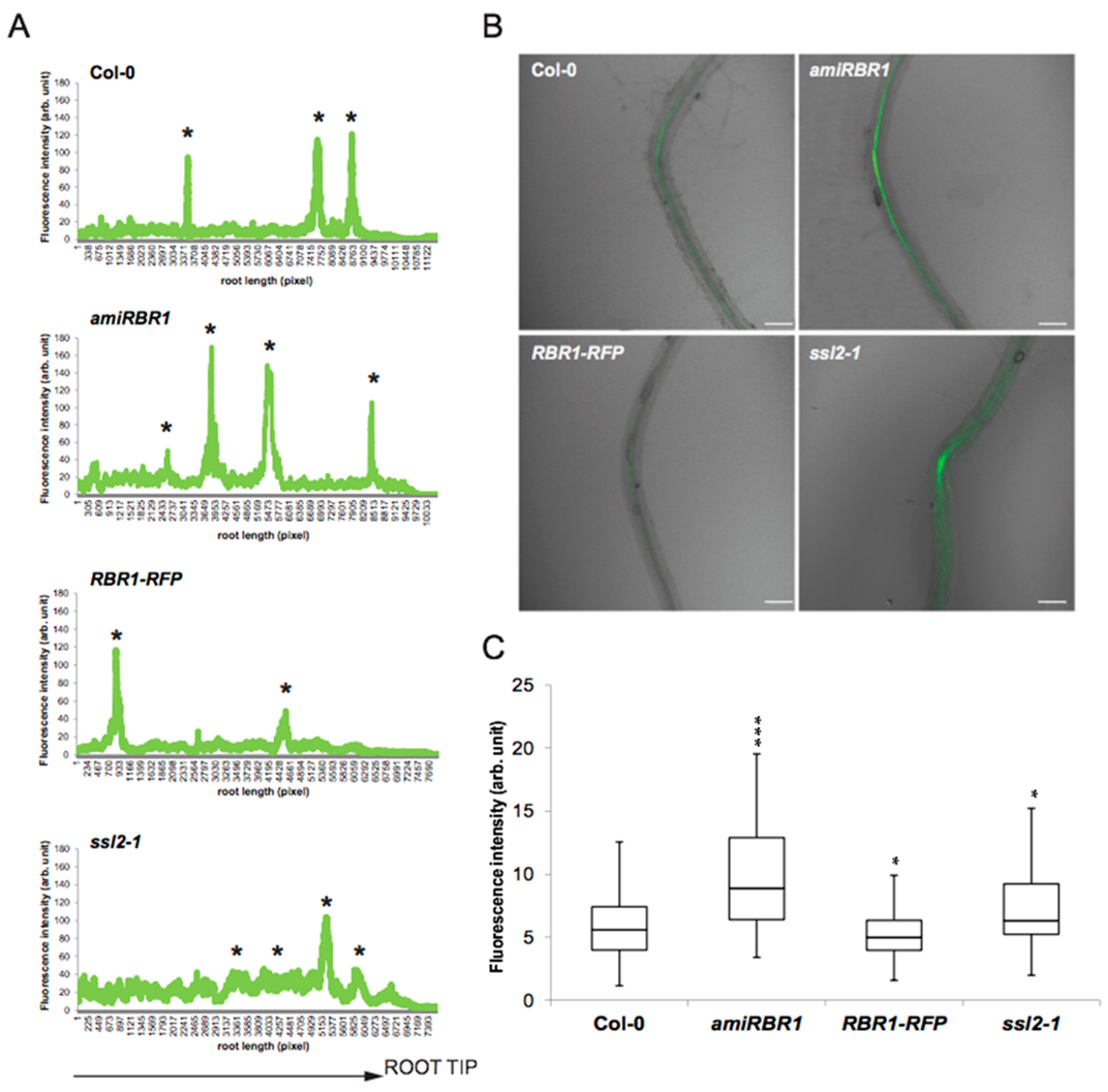 Ijms 22 03862 g005 Ijms 22 03862 g005
