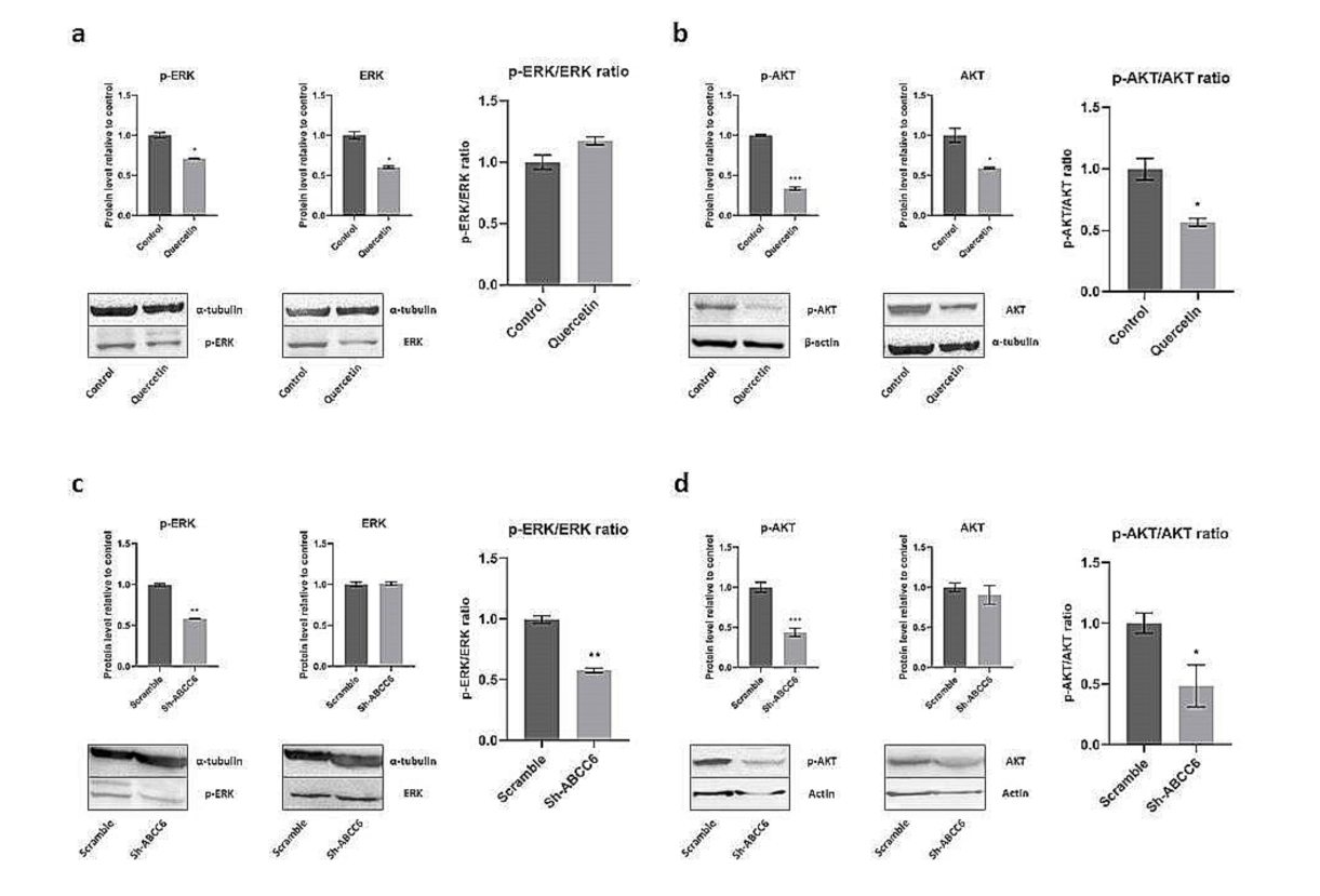 Ijms 22 03871 g006 Ijms 22 03871 g006