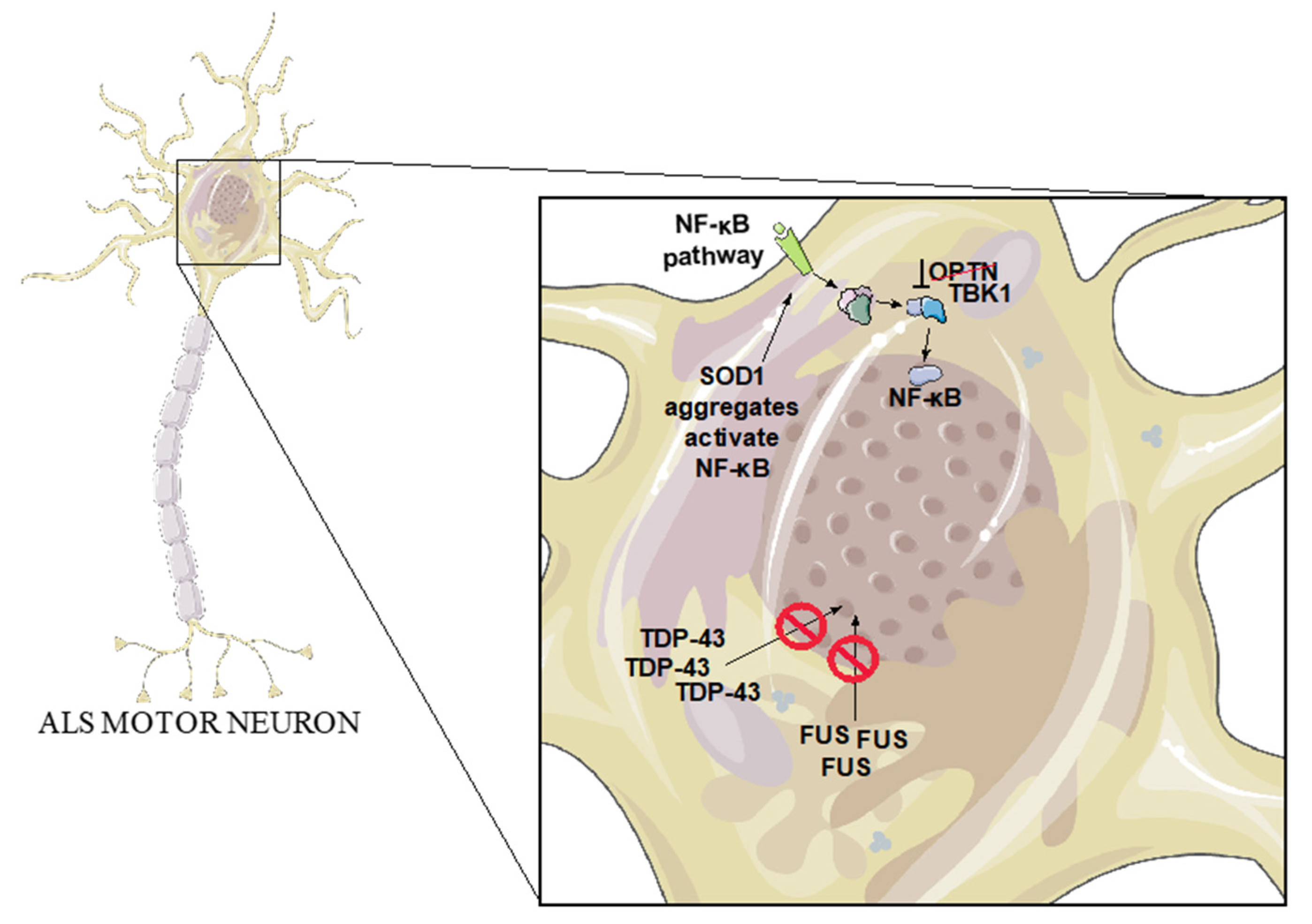 KBF - KBF+&amp;KBF2点おまとめ IKZF1/3-targeting Protein Degrader Ligand Design Service