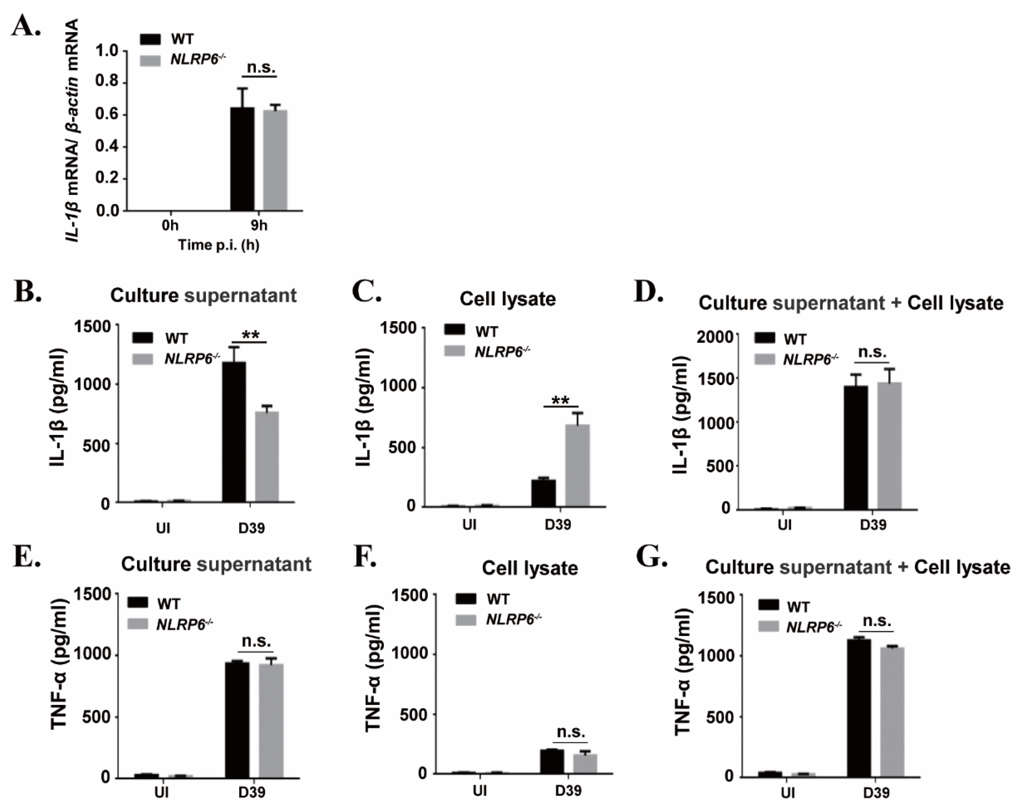Ijms 22 03876 g002 Ijms 22 03876 g002