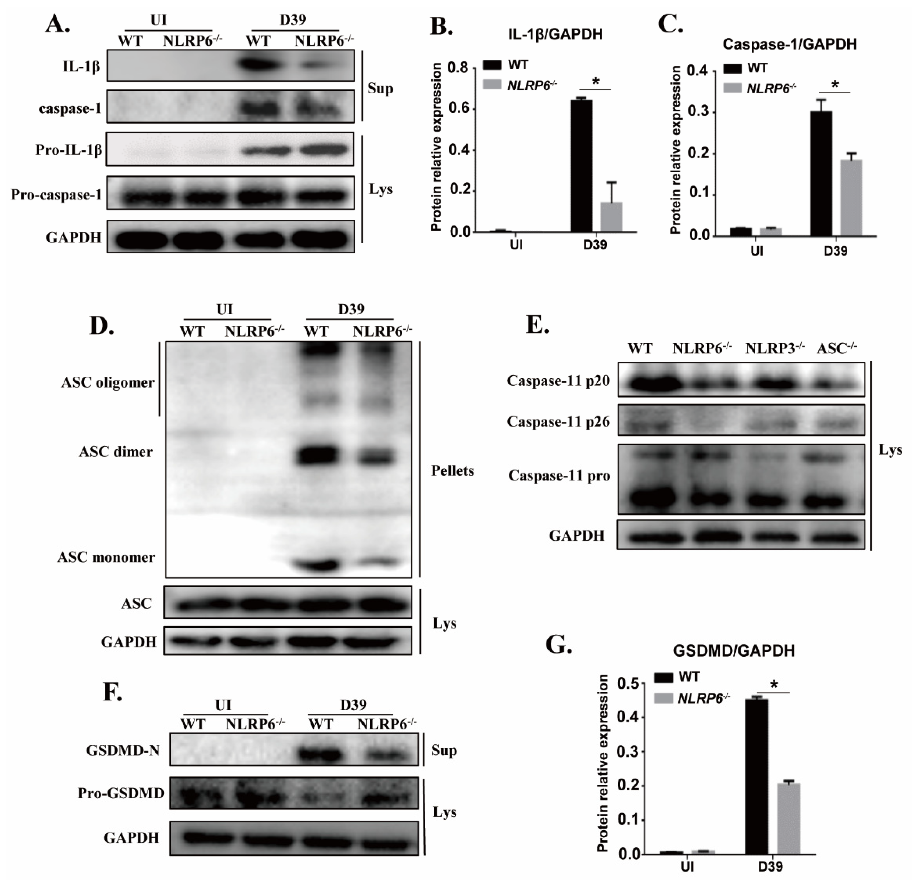 Ijms 22 03876 g003 Ijms 22 03876 g003