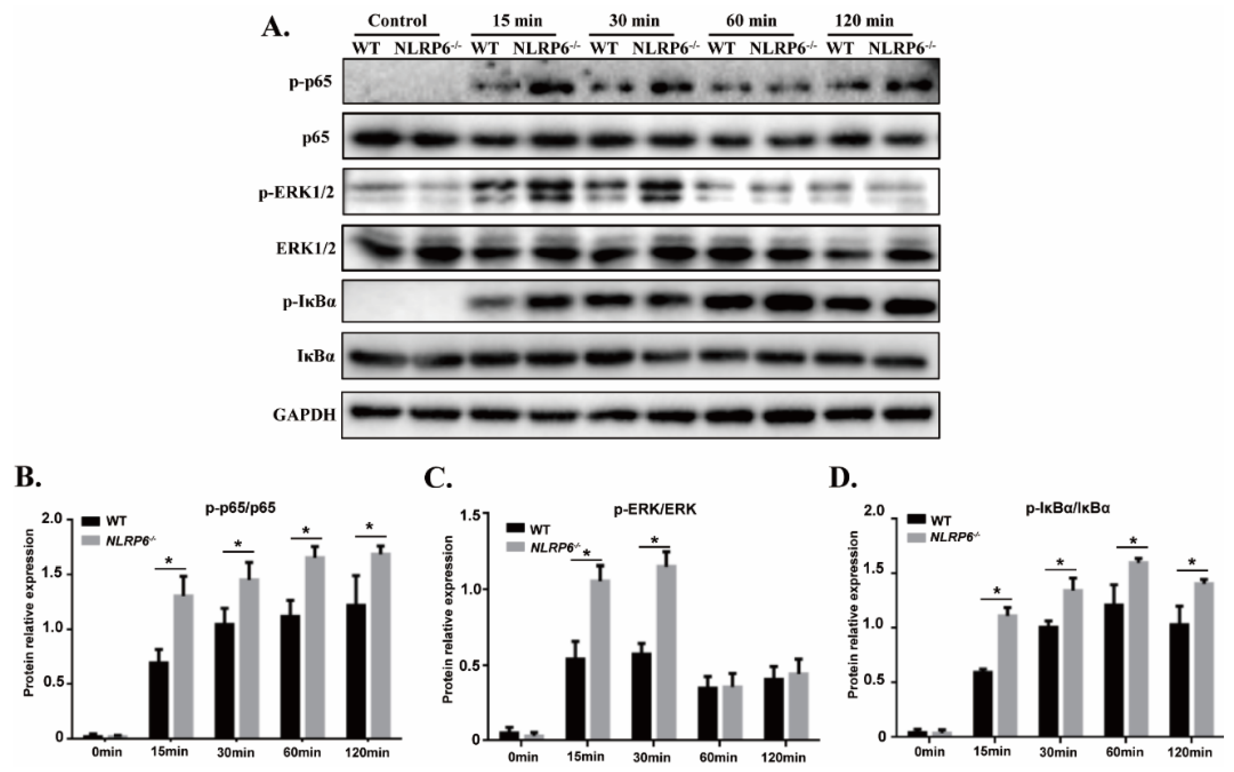 Ijms 22 03876 g004 Ijms 22 03876 g004