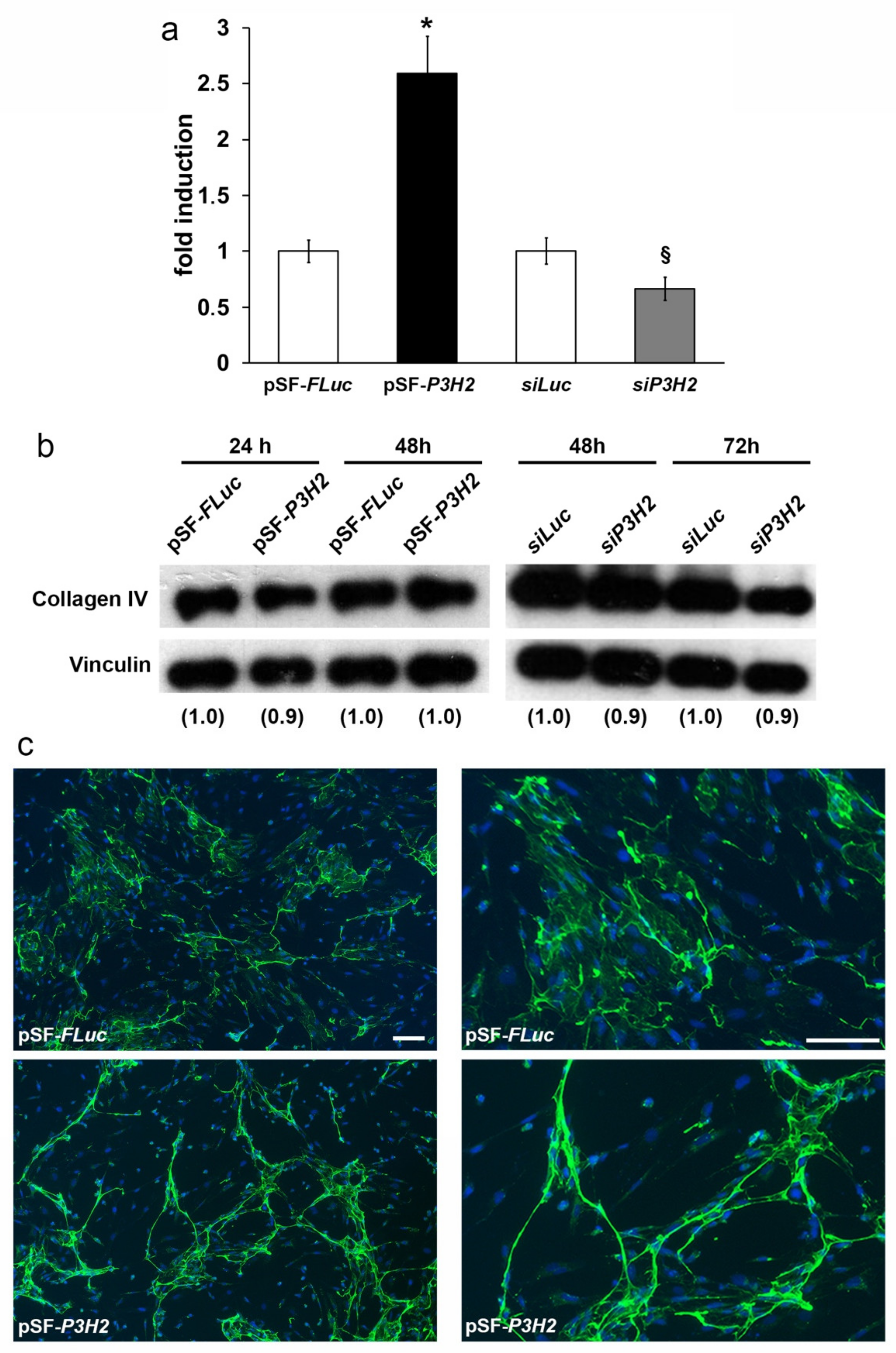 Ijms 22 03896 g006 Ijms 22 03896 g006