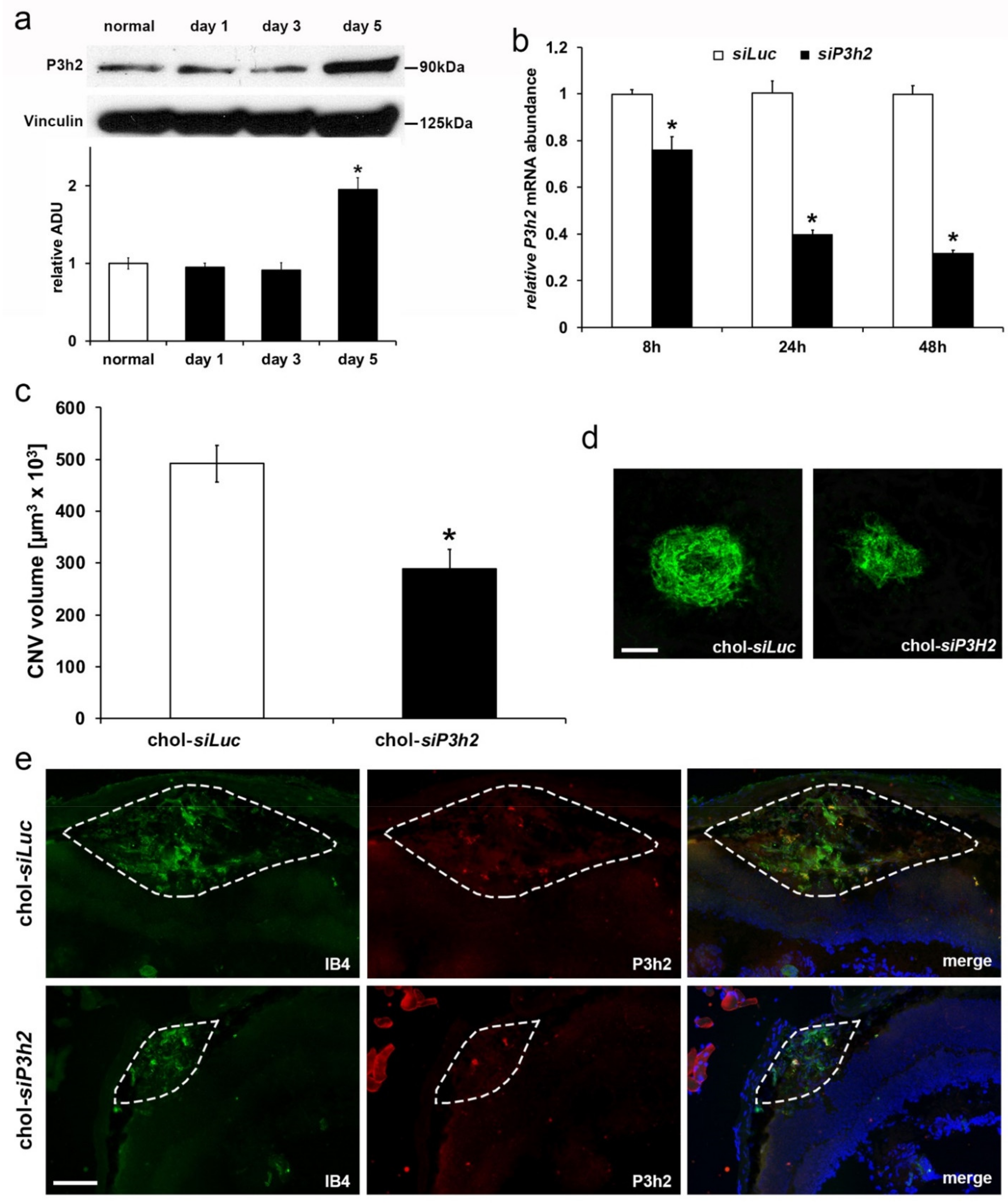 Ijms 22 03896 g007 Ijms 22 03896 g007