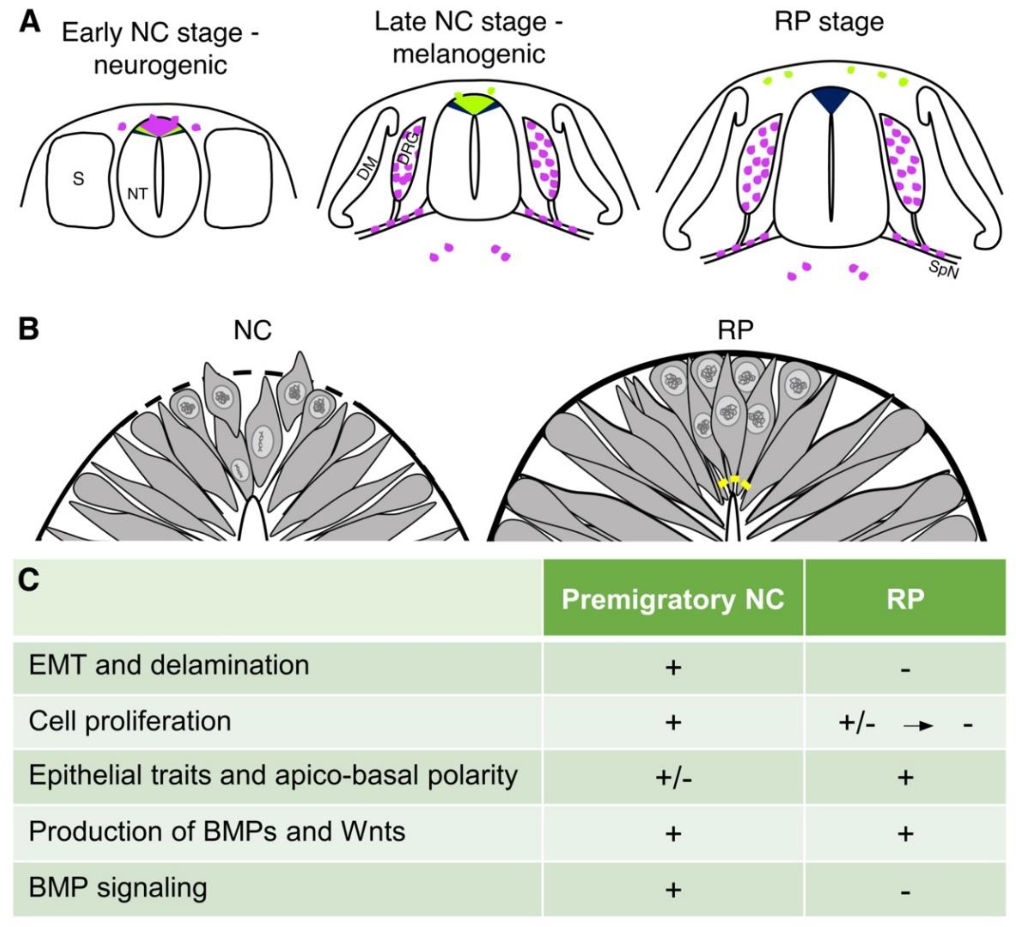 Ijms 22 03911 g001 Ijms 22 03911 g001