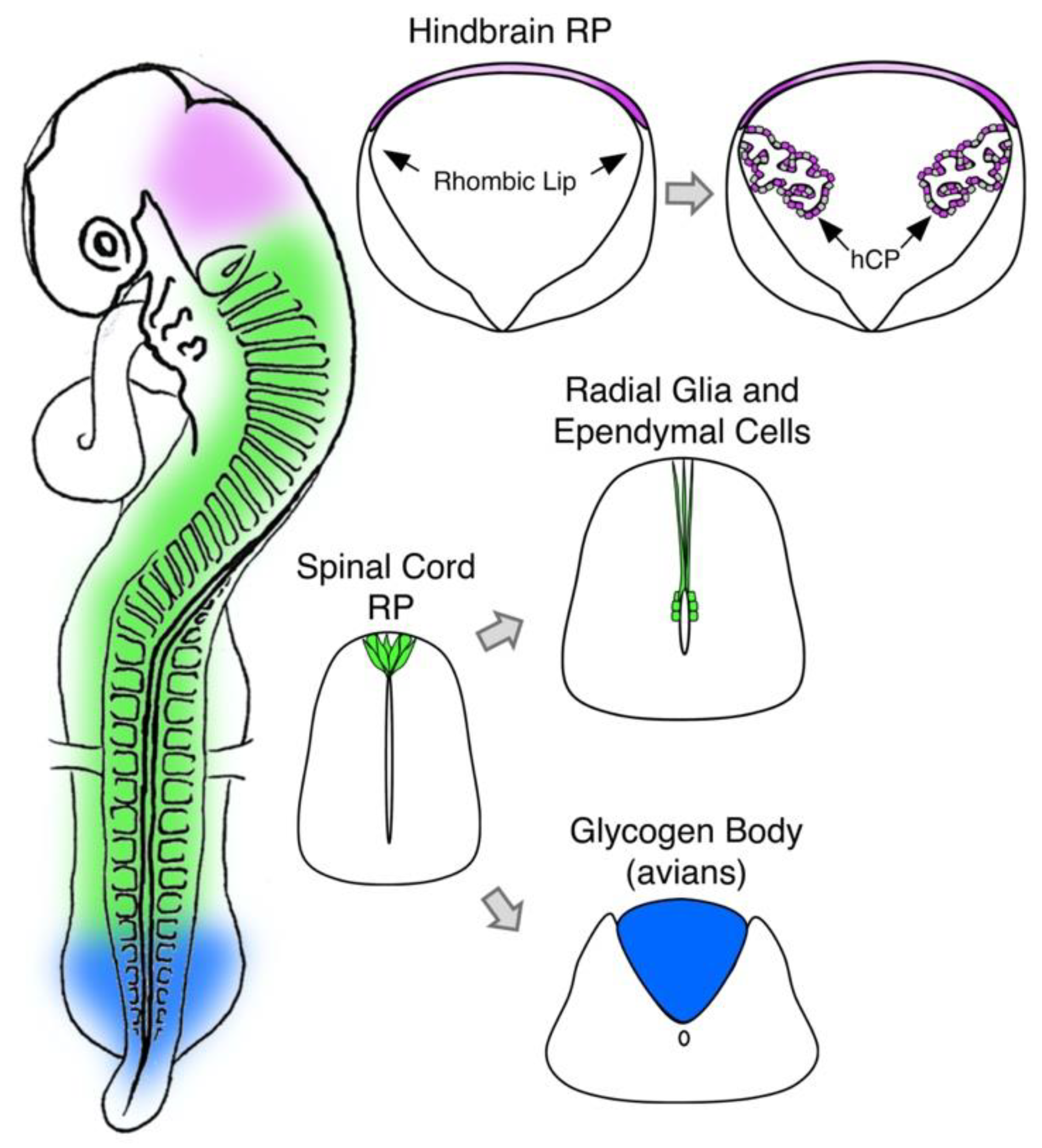 Ijms 22 03911 g003 Ijms 22 03911 g003