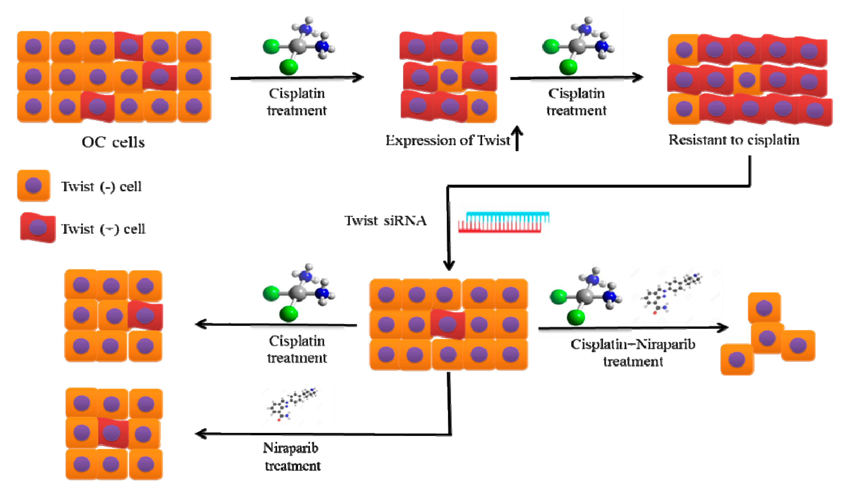 Ijms 22 03916 g011 Ijms 22 03916 g011