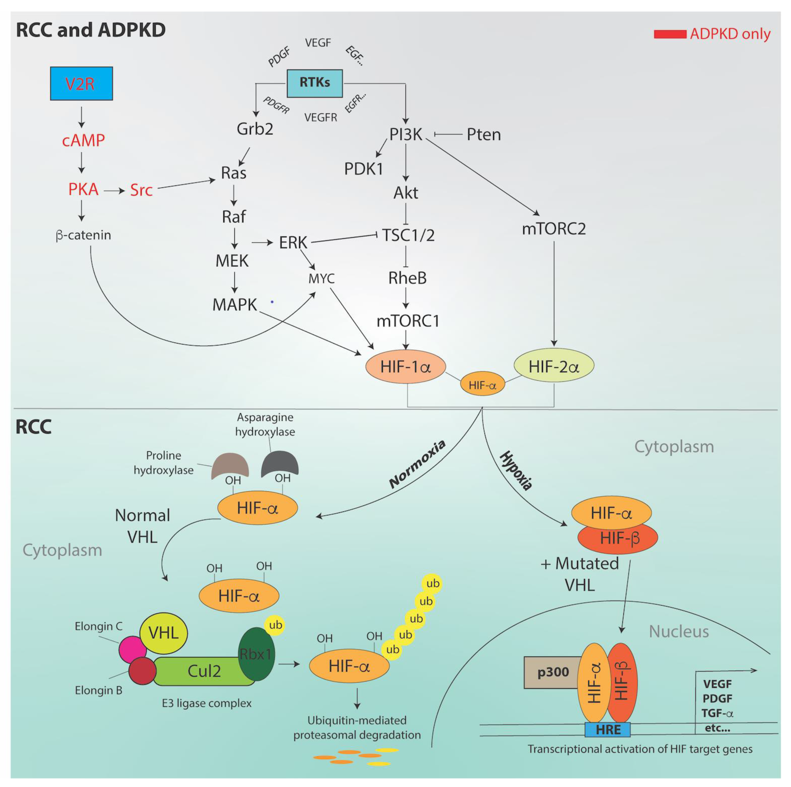 Ijms 22 03918 g002 Ijms 22 03918 g002