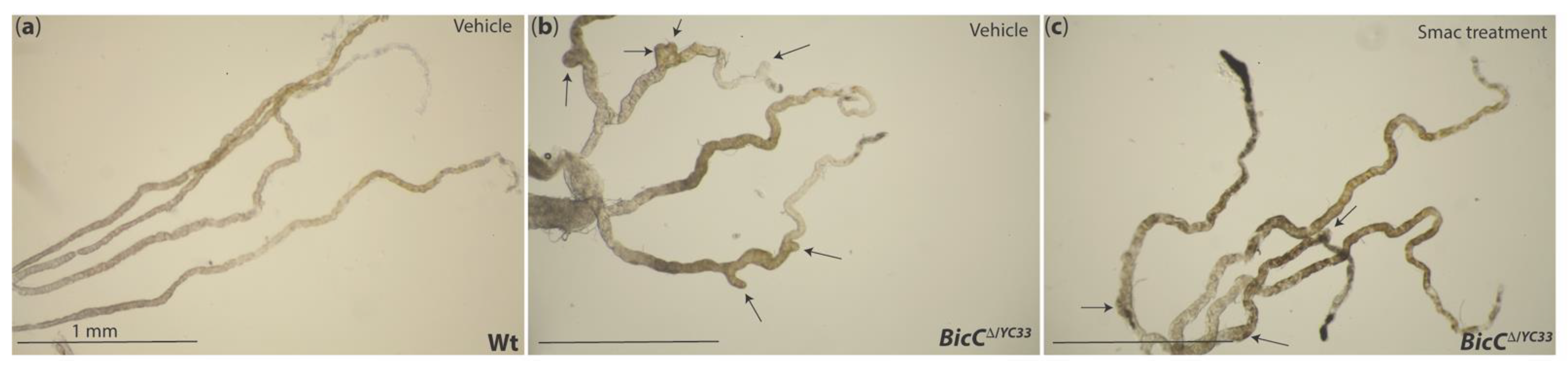 Ijms 22 03918 g003 Ijms 22 03918 g003