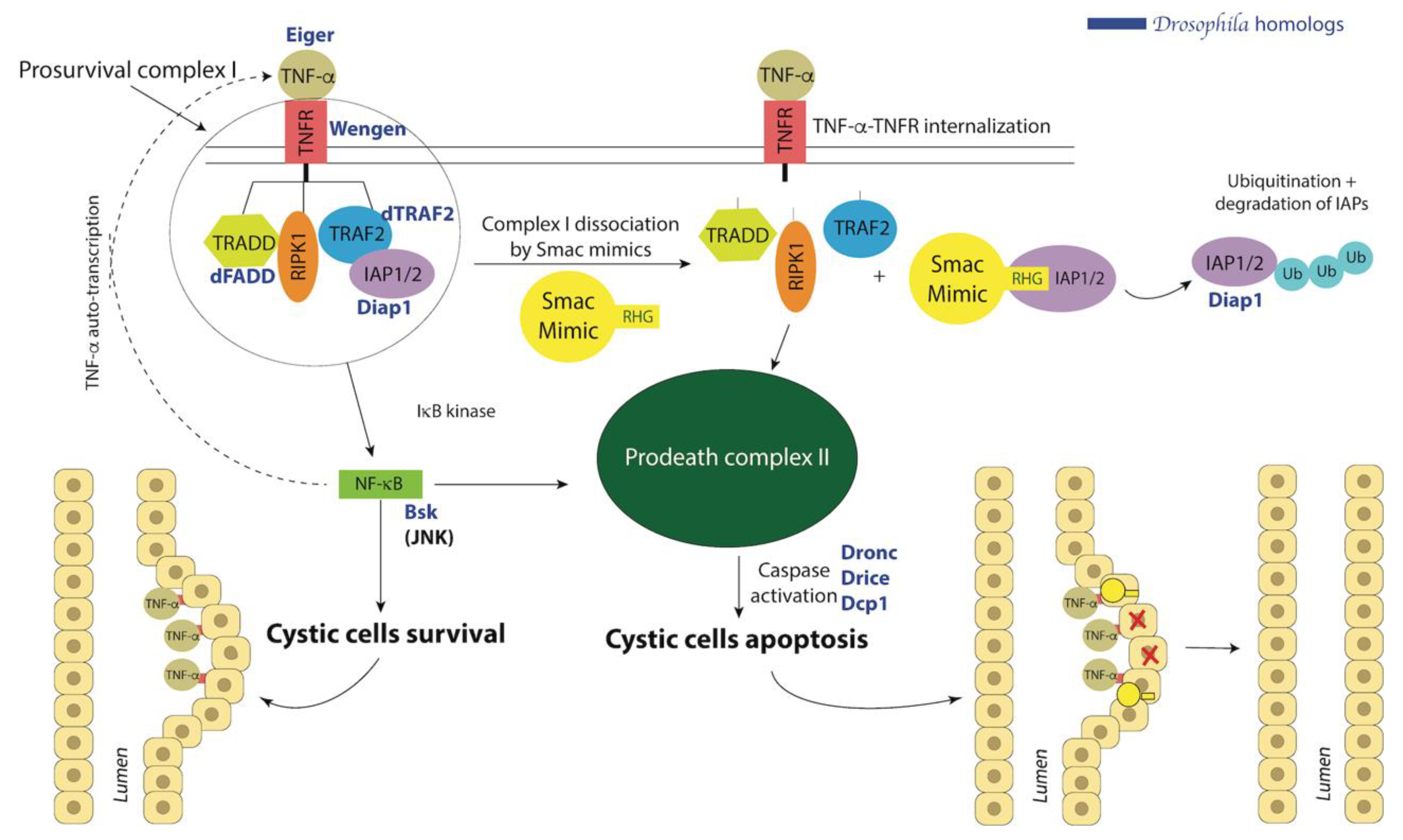 Ijms 22 03918 g004 Ijms 22 03918 g004