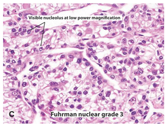 Ijms 22 03918 i003 Ijms 22 03918 i003