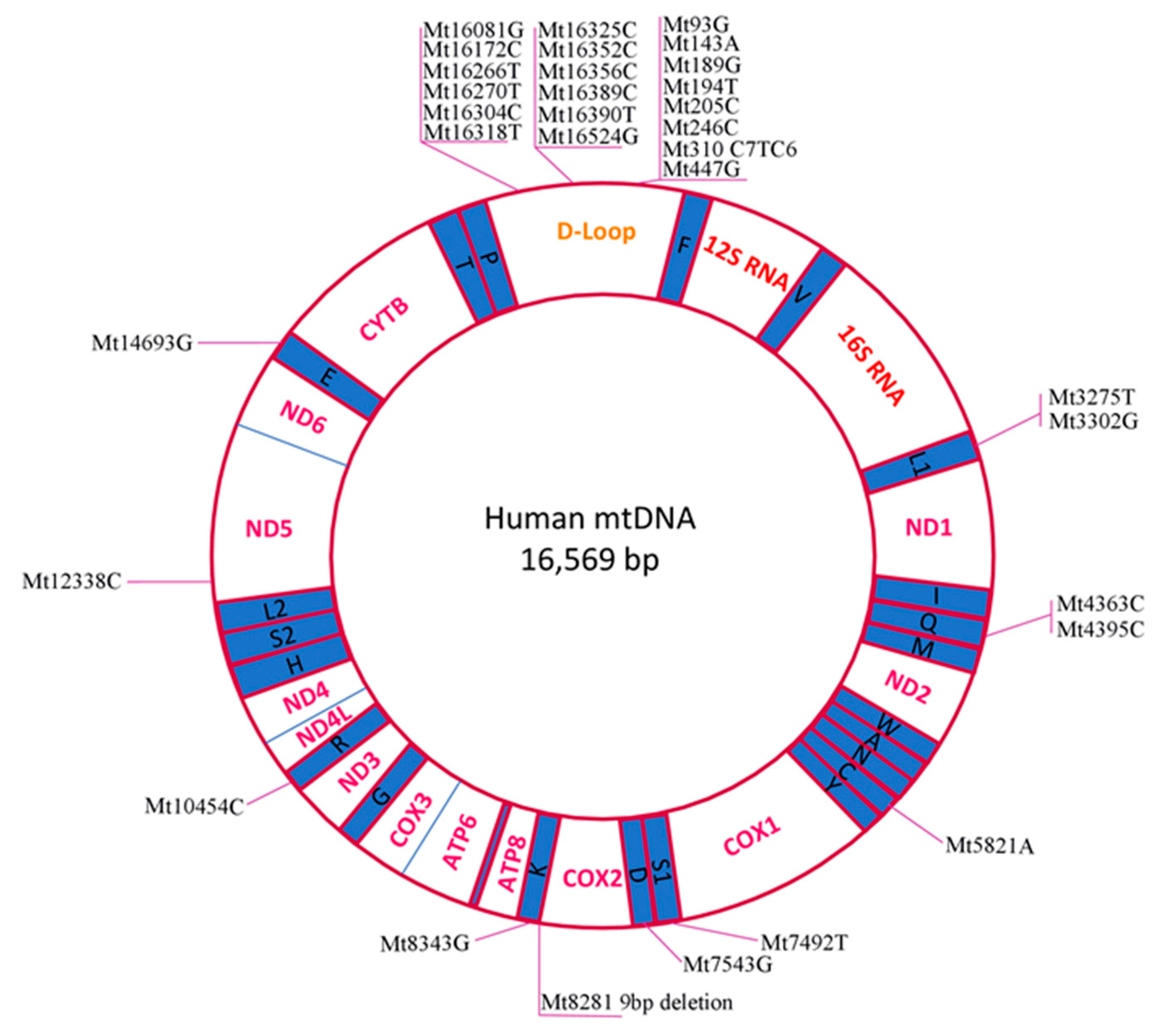 IJMS Free Full-Text Mitochondrial Dysfunction and Chronic Inflammation in Polycystic Ovary Syndrome Xxx Pic Hd