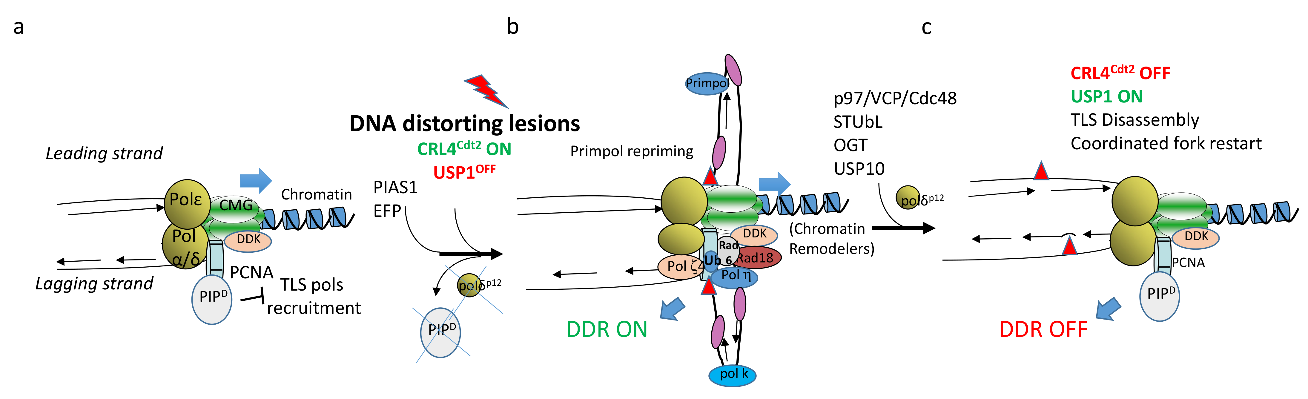 Ijms 22 03924 g001 Ijms 22 03924 g001