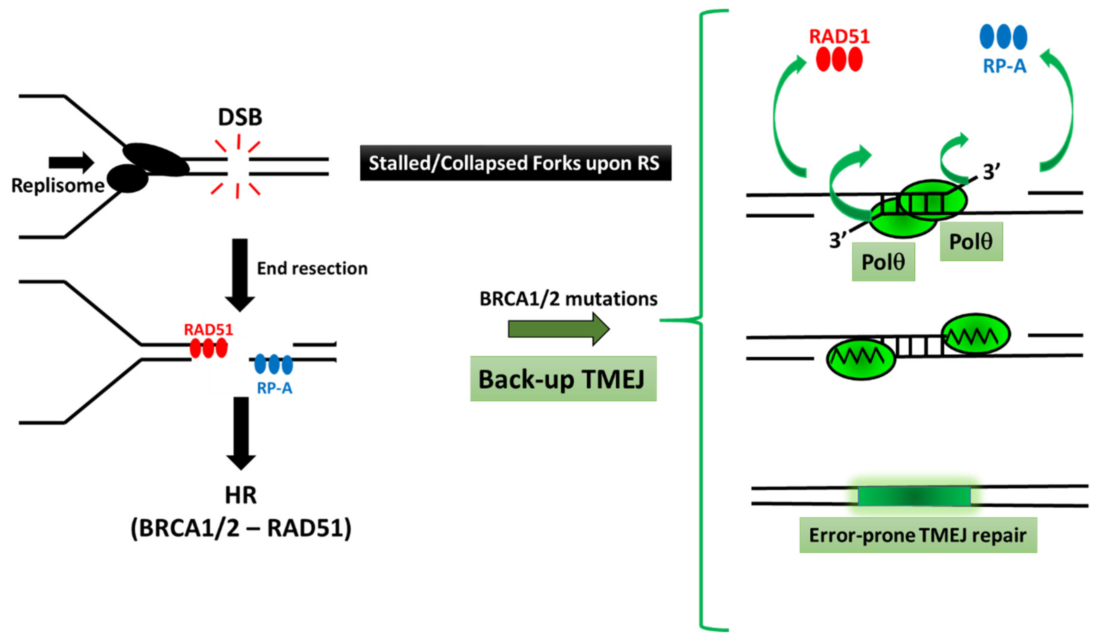 Ijms 22 03924 g003 Ijms 22 03924 g003