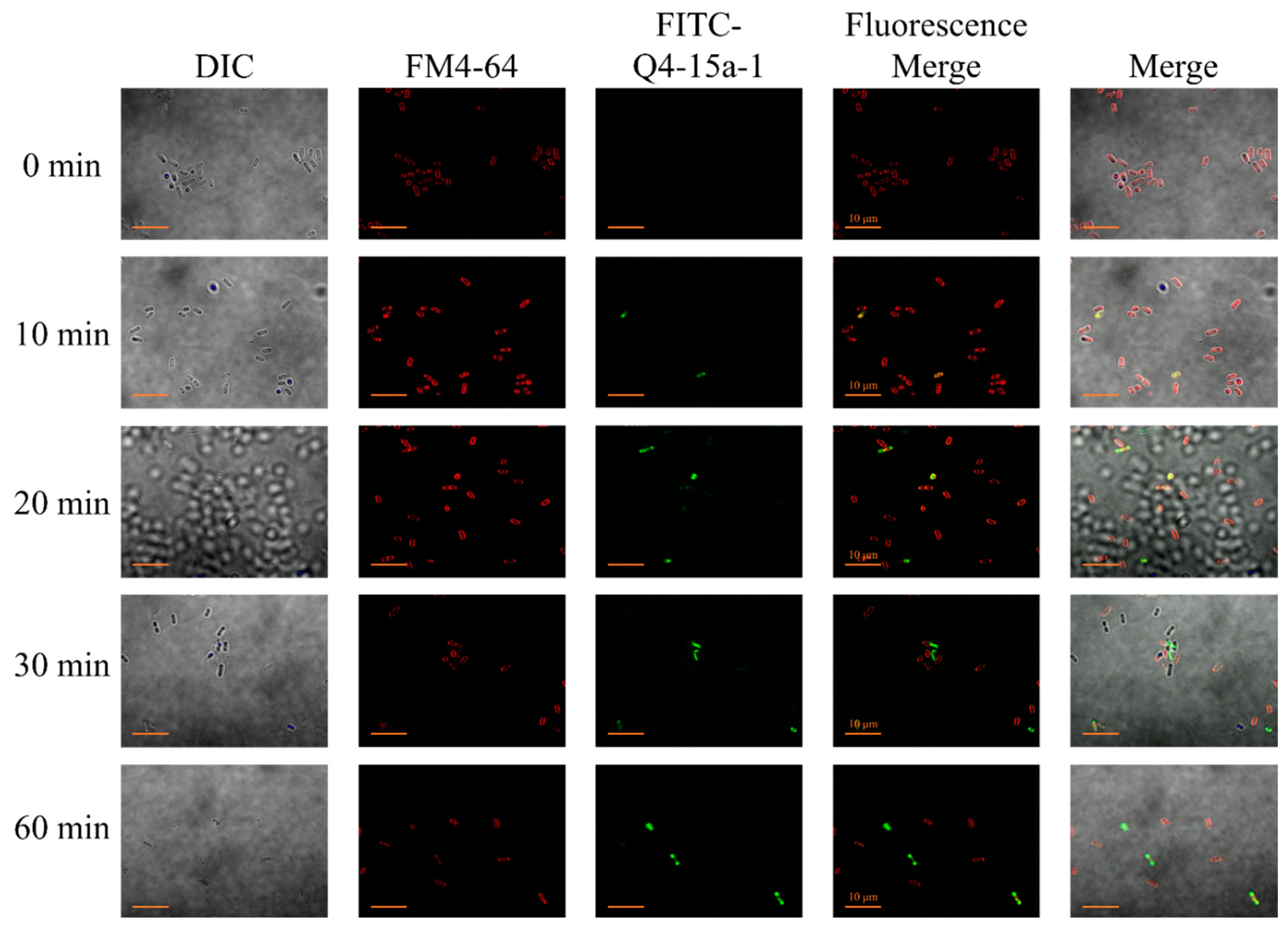 Ijms 22 03926 g003 Ijms 22 03926 g003