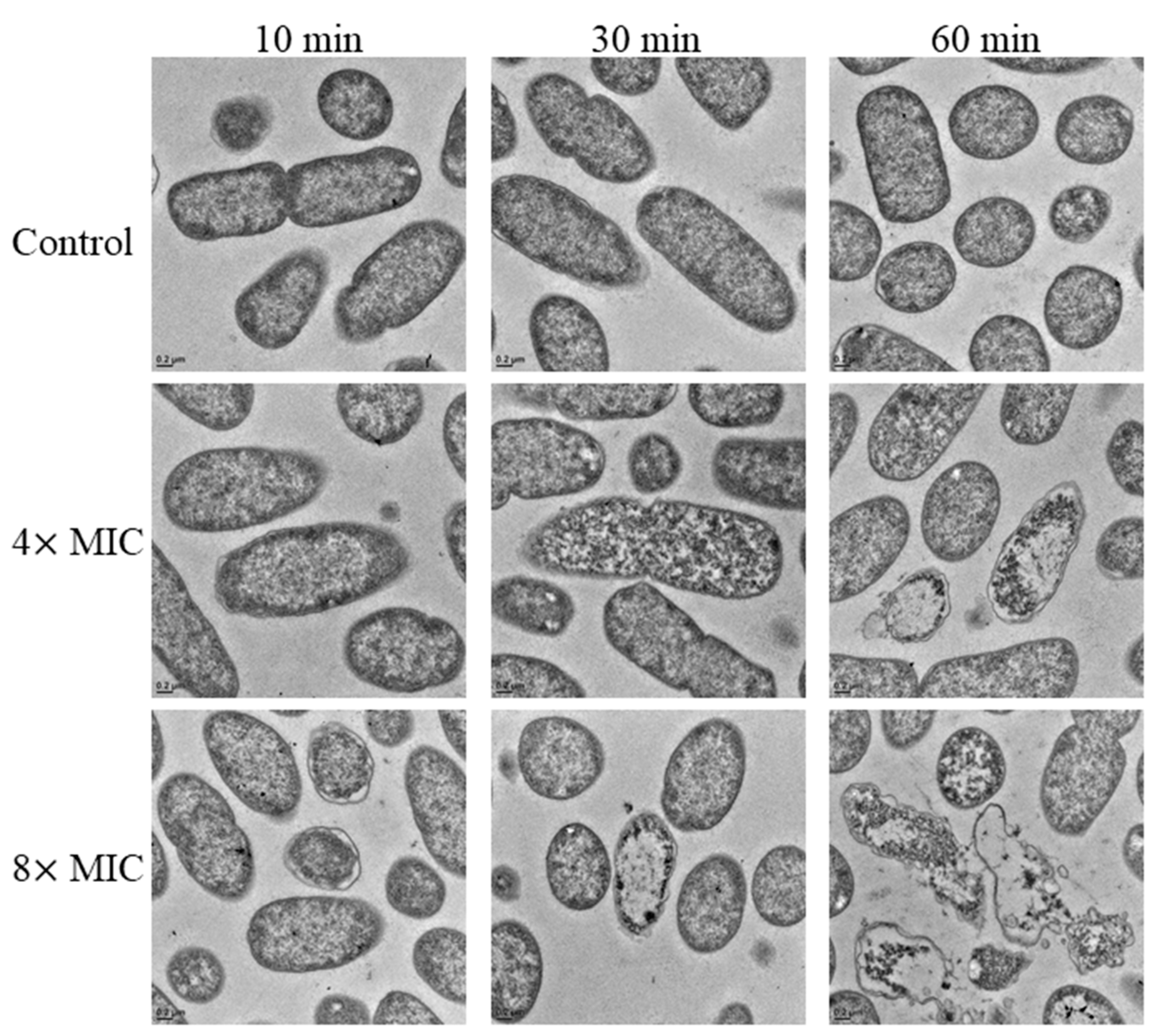 Ijms 22 03926 g005 Ijms 22 03926 g005