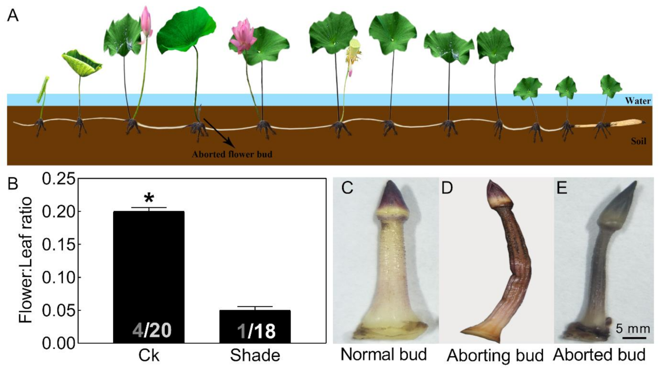 Ijms 22 03932 g001 Ijms 22 03932 g001
