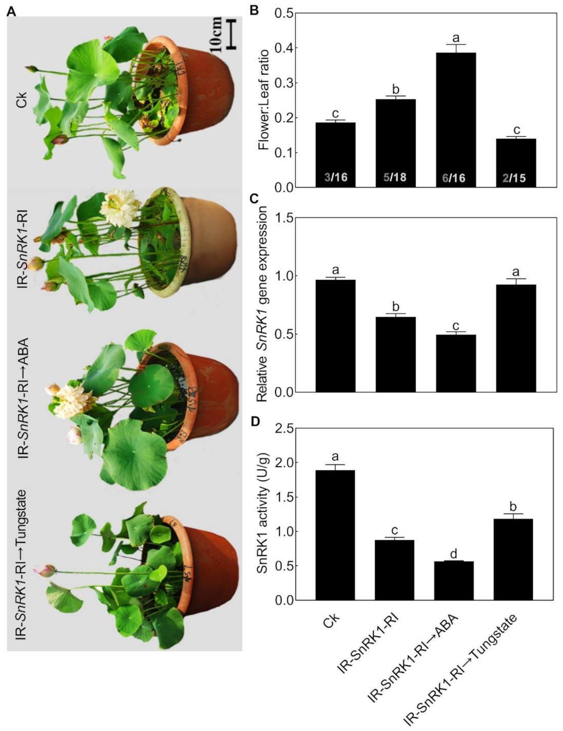 Ijms 22 03932 g009 Ijms 22 03932 g009
