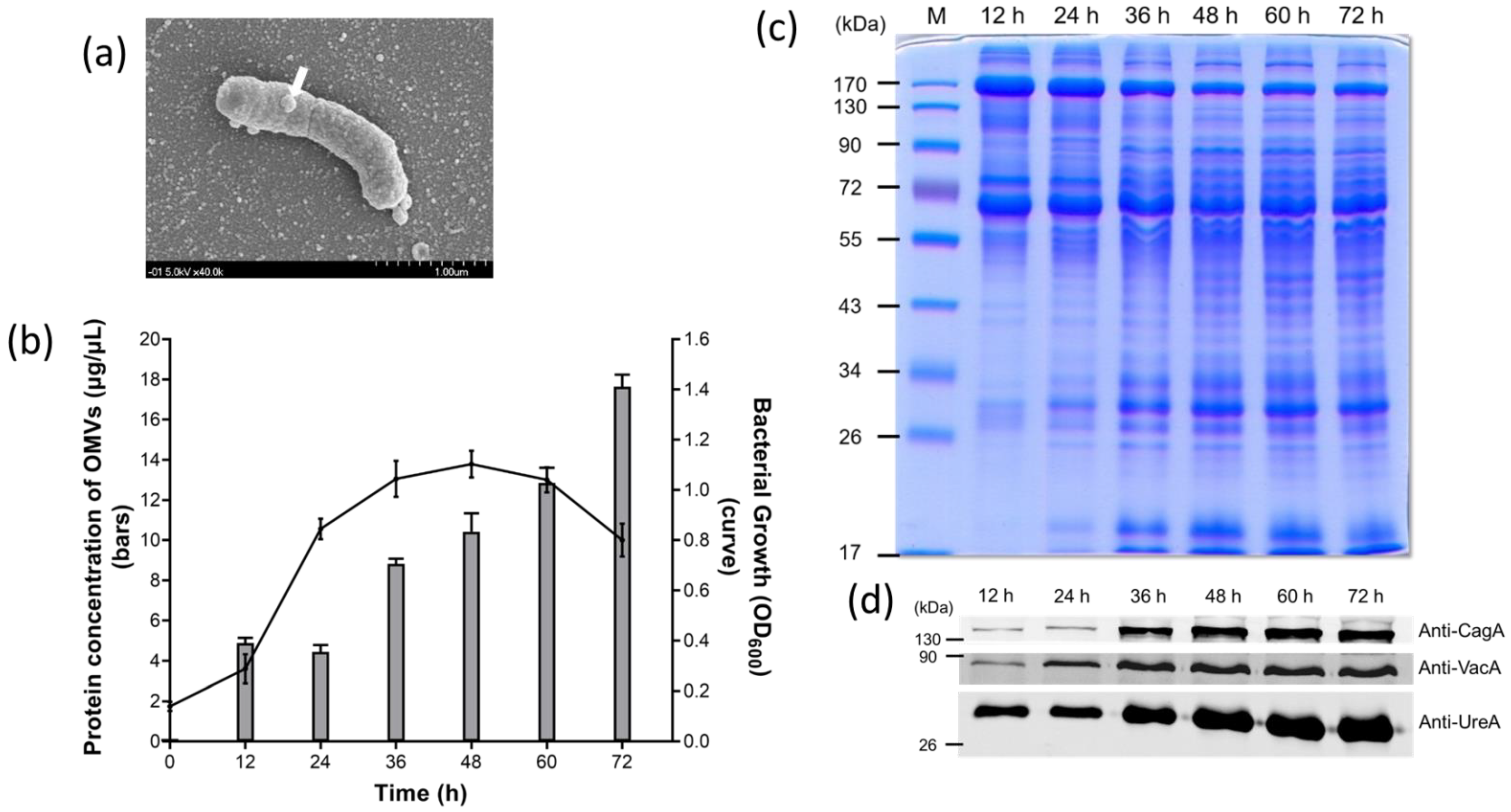 Ijms 22 03942 g001 Ijms 22 03942 g001