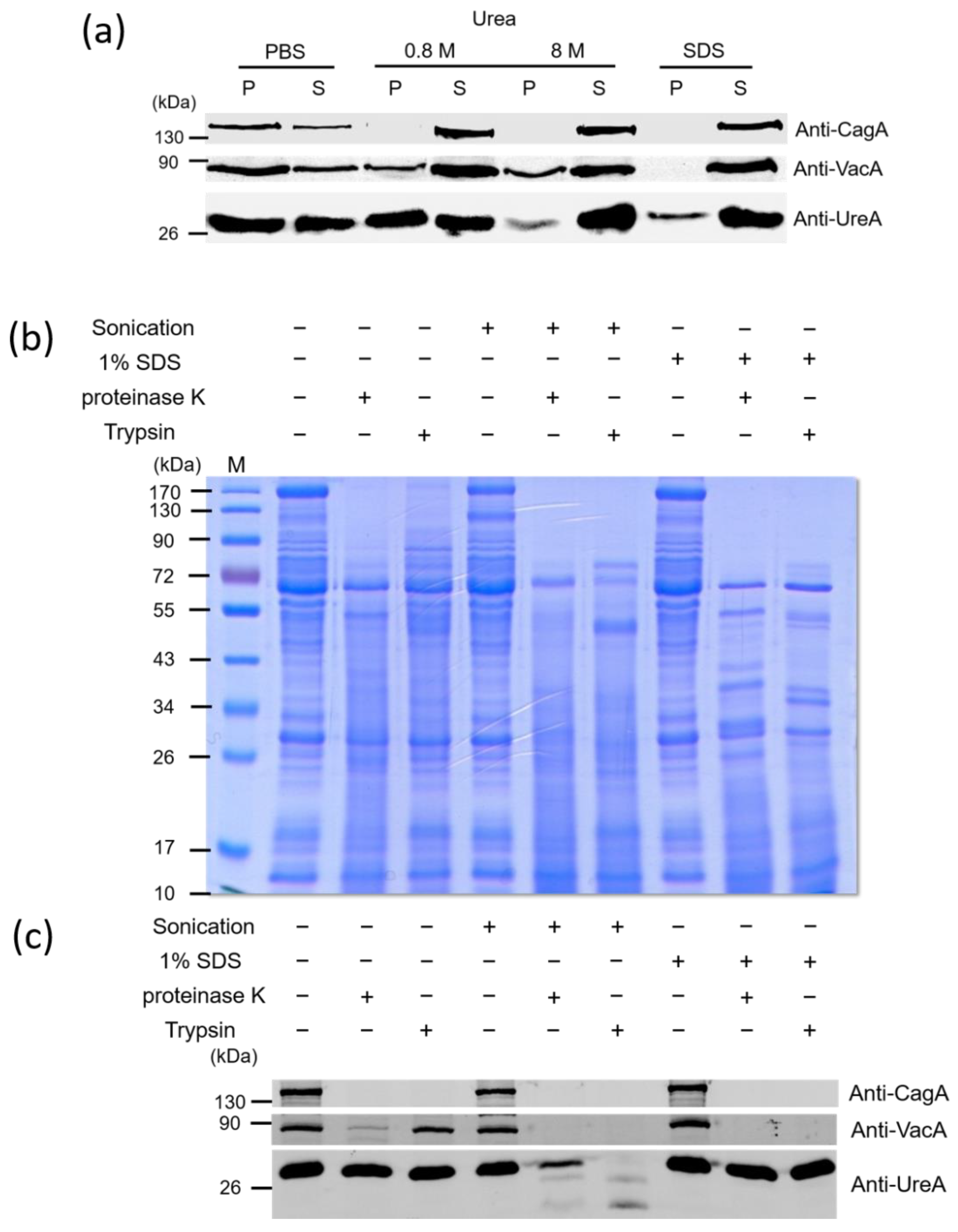 Ijms 22 03942 g002 Ijms 22 03942 g002
