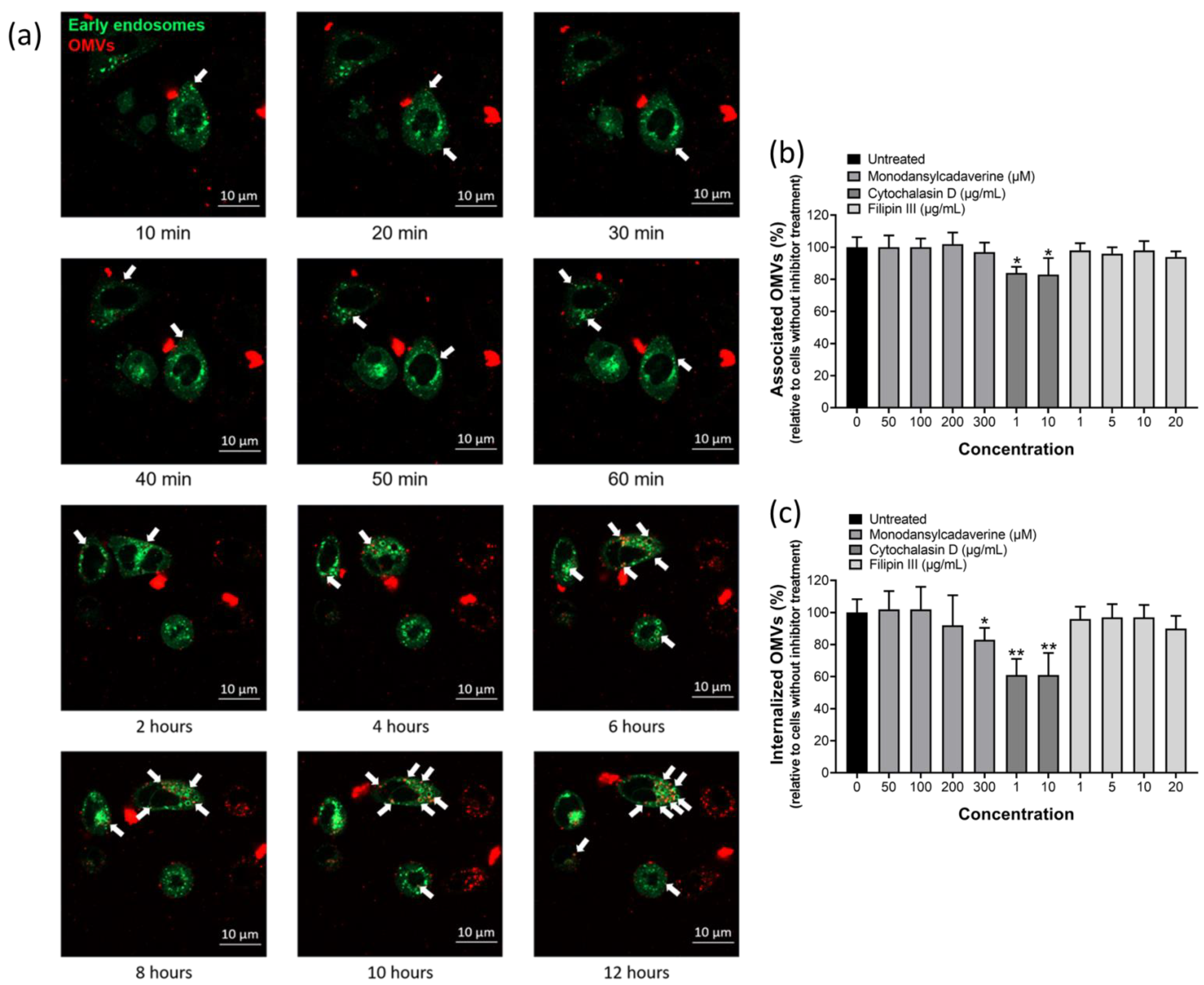 Ijms 22 03942 g004 Ijms 22 03942 g004