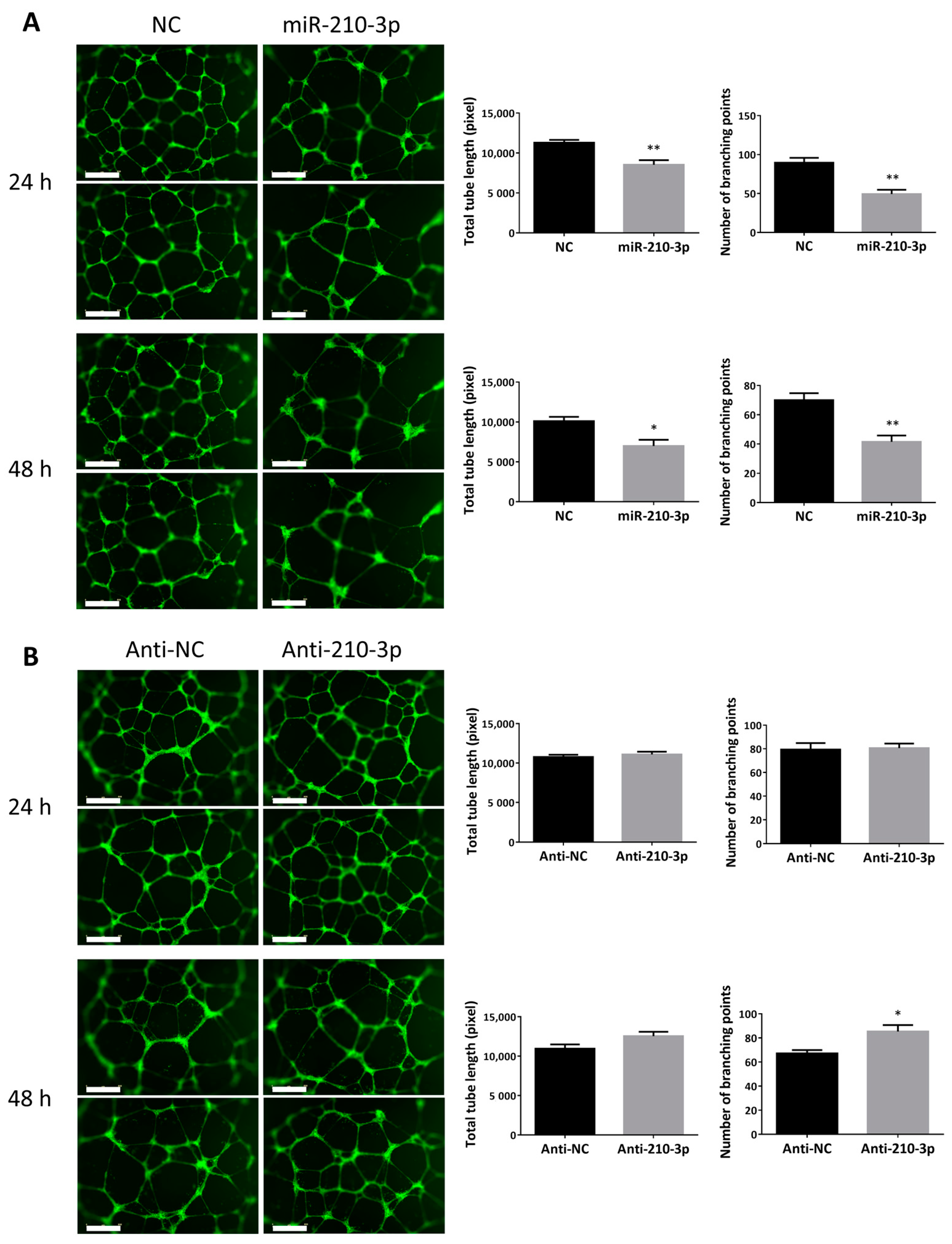 Ijms 22 03961 g003 Ijms 22 03961 g003