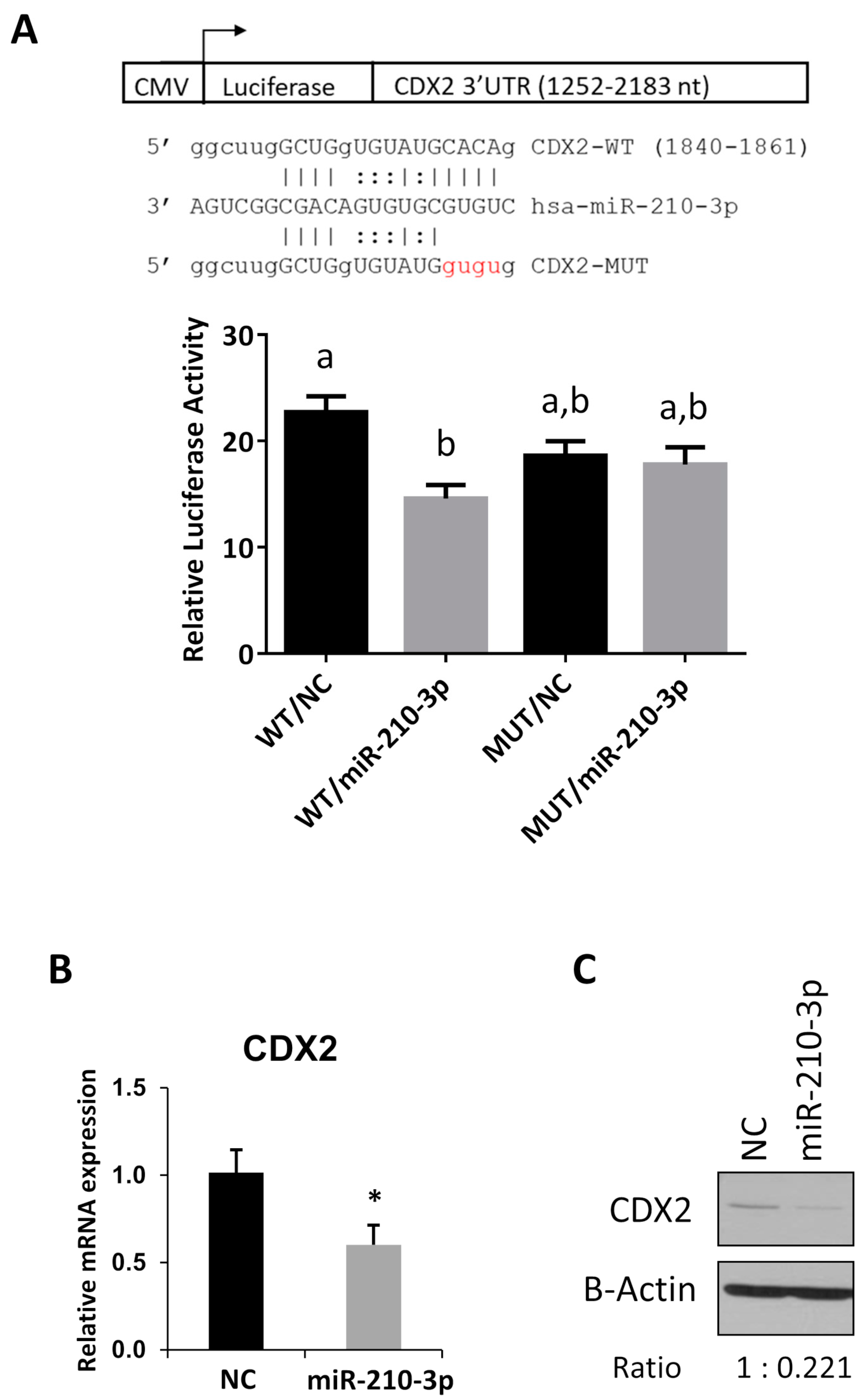 Ijms 22 03961 g006 Ijms 22 03961 g006